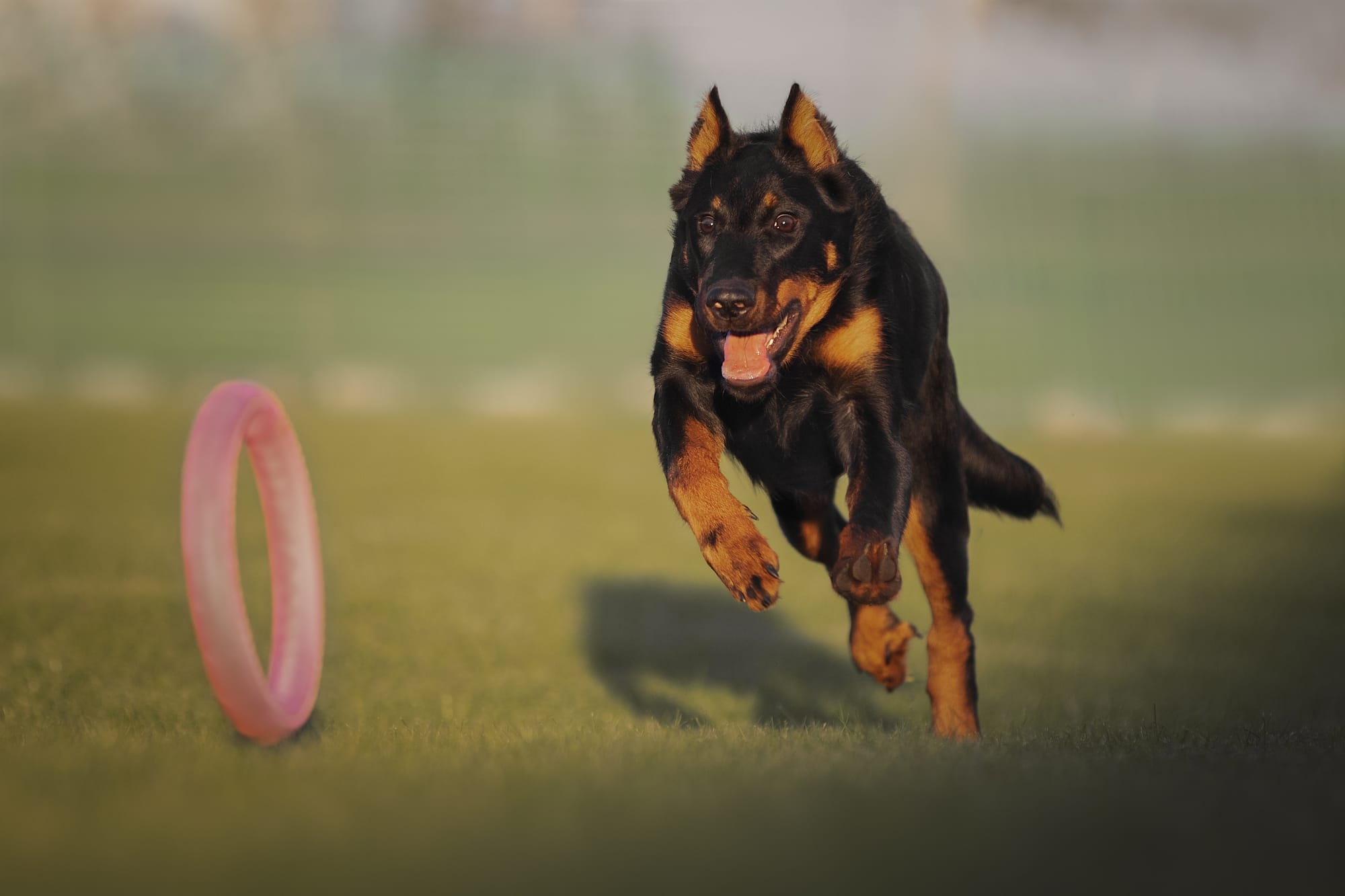     Beauceron courant après un jouet