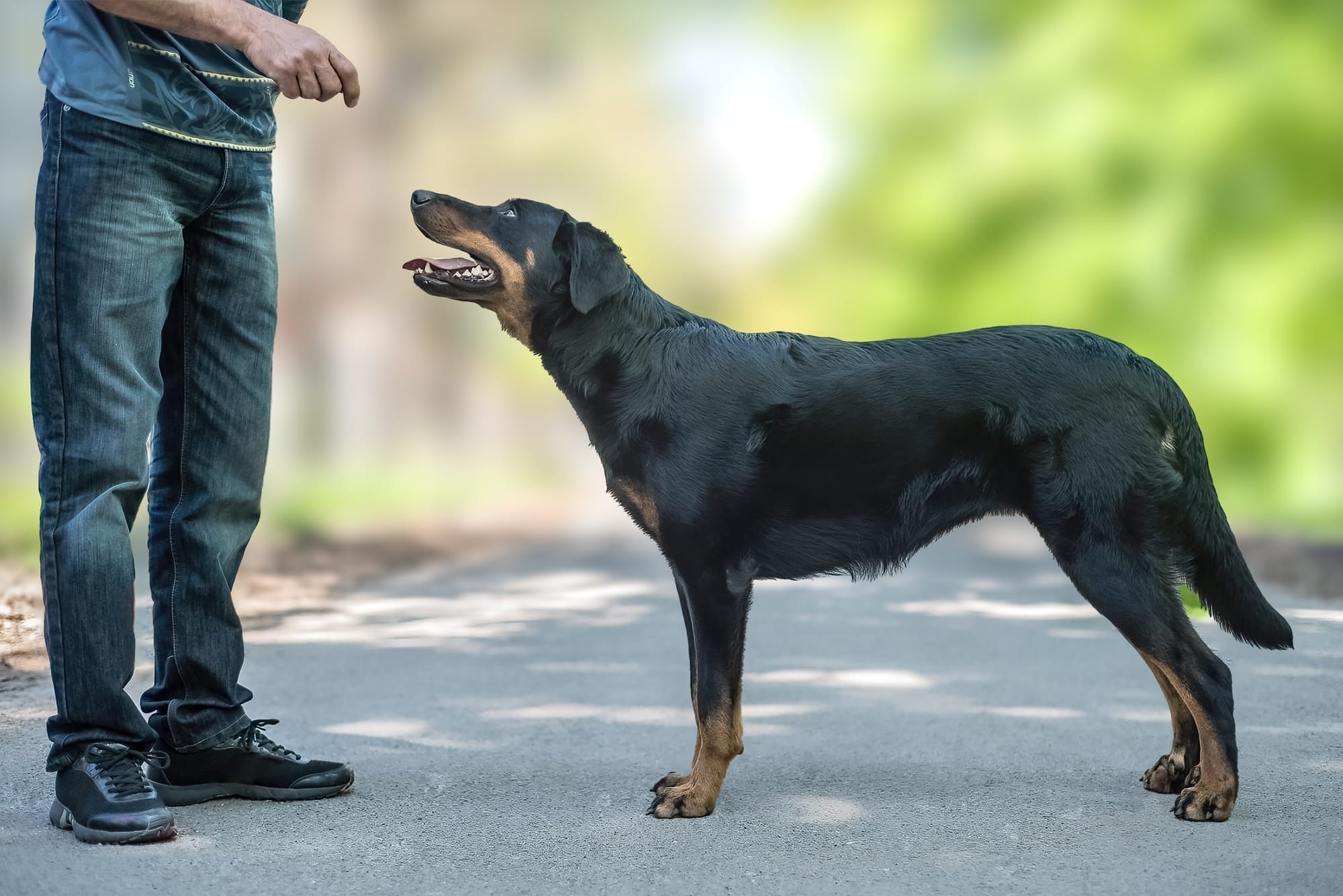     Beauceron debut au pied d'un humain, regard attentif