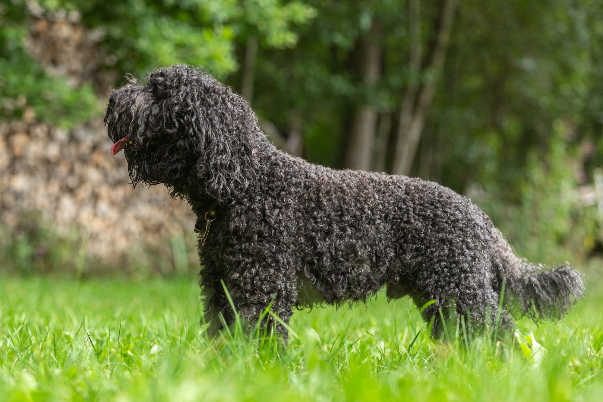 Barbet de profil, debout dans l'herbe