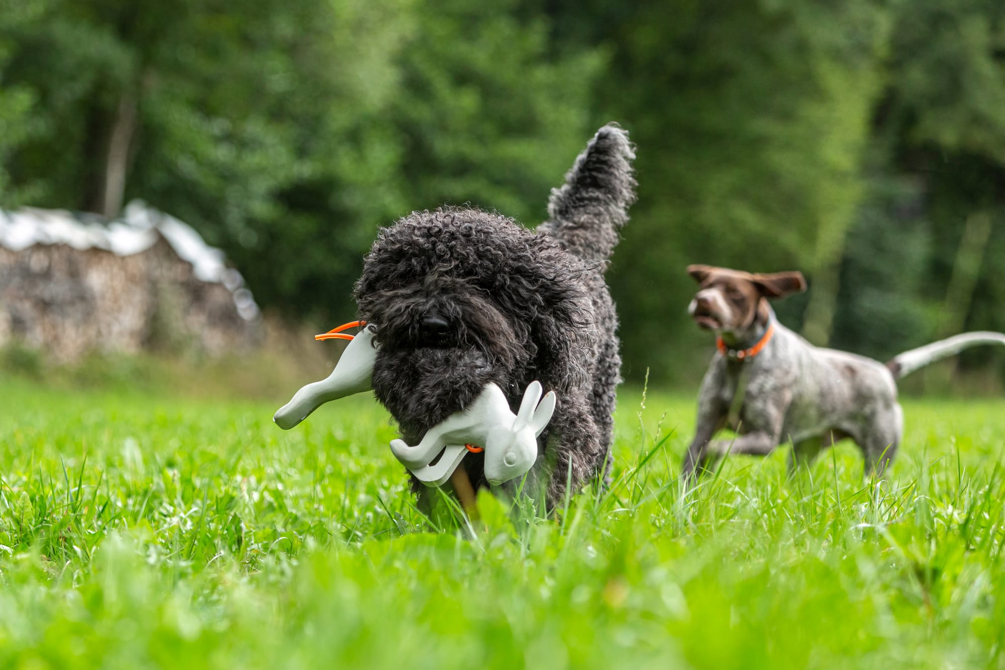 Barbet courant avec un jouet dans la gueule, un autre chien lui courant après