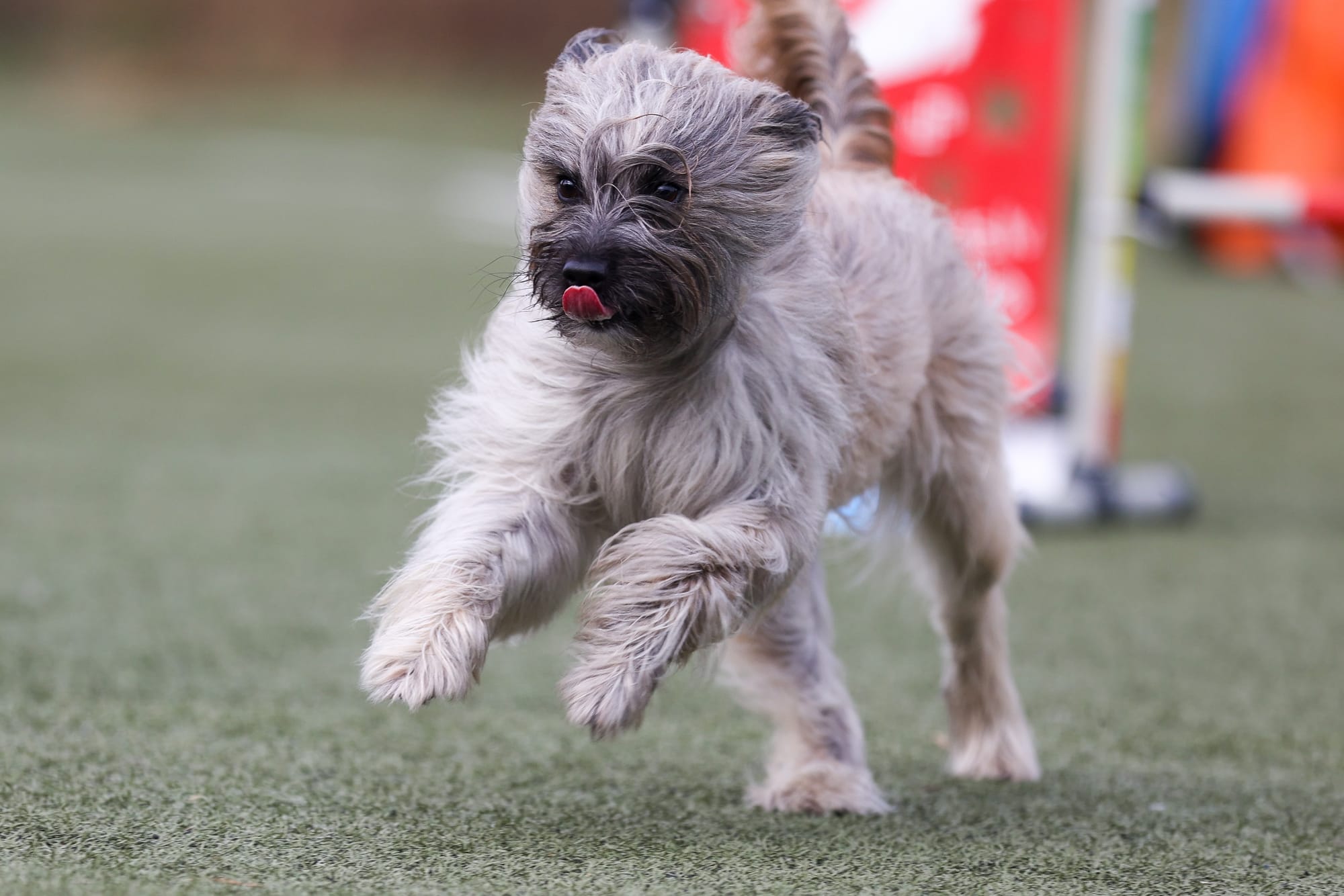 Berger des Pyrénées courant sur un parcours d'agility, langue tirée