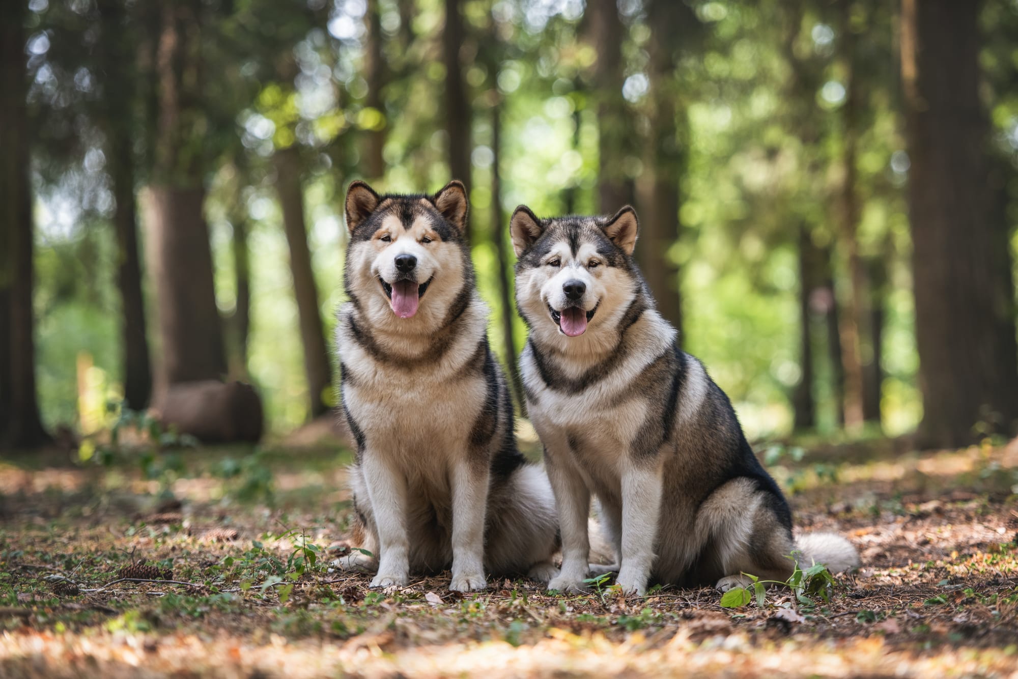     Deux alaskan malamutes assis en forêt