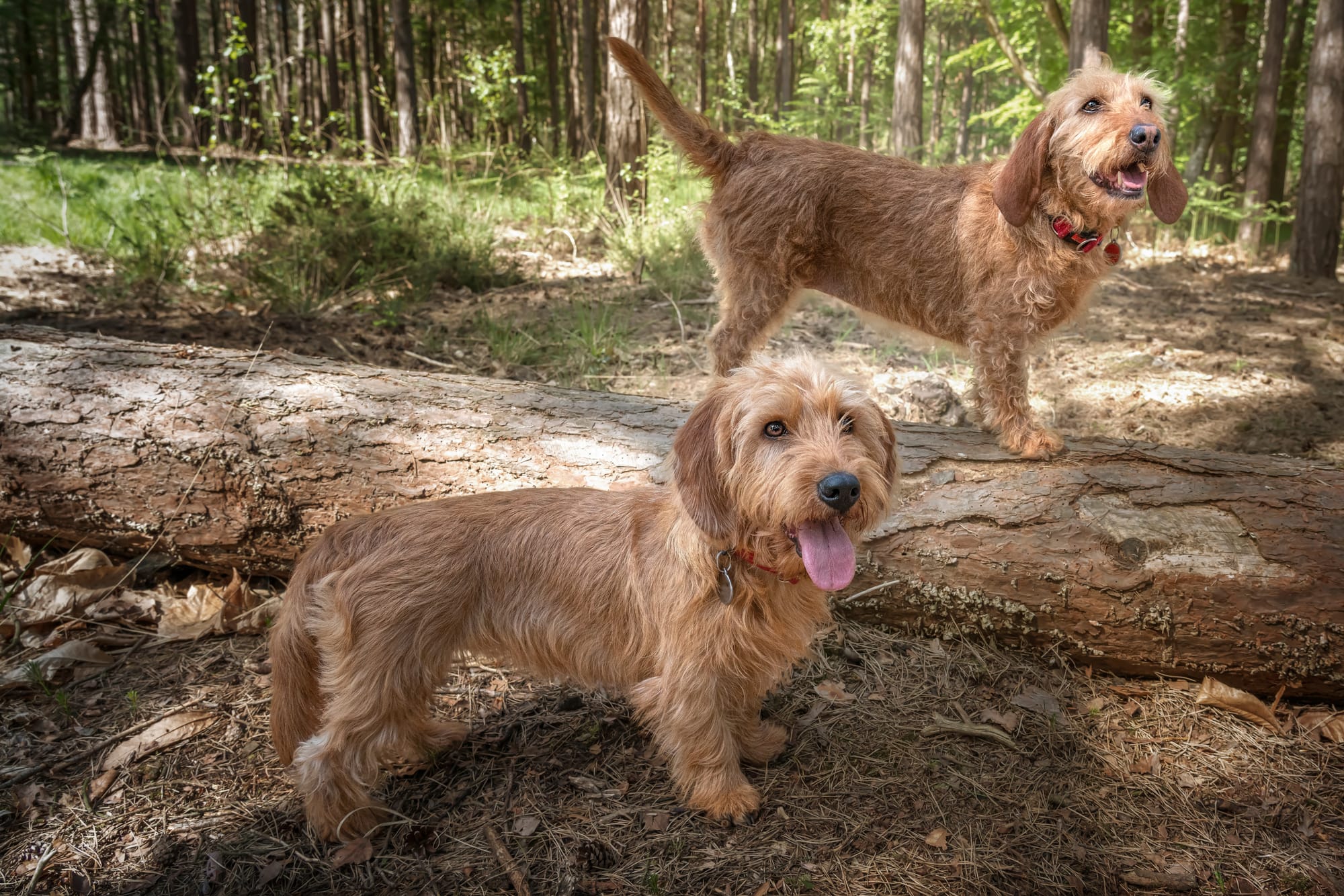     Deux bassets fauves de Bretagne en forêt, l'un des deux debout sur un tronc d'arbre