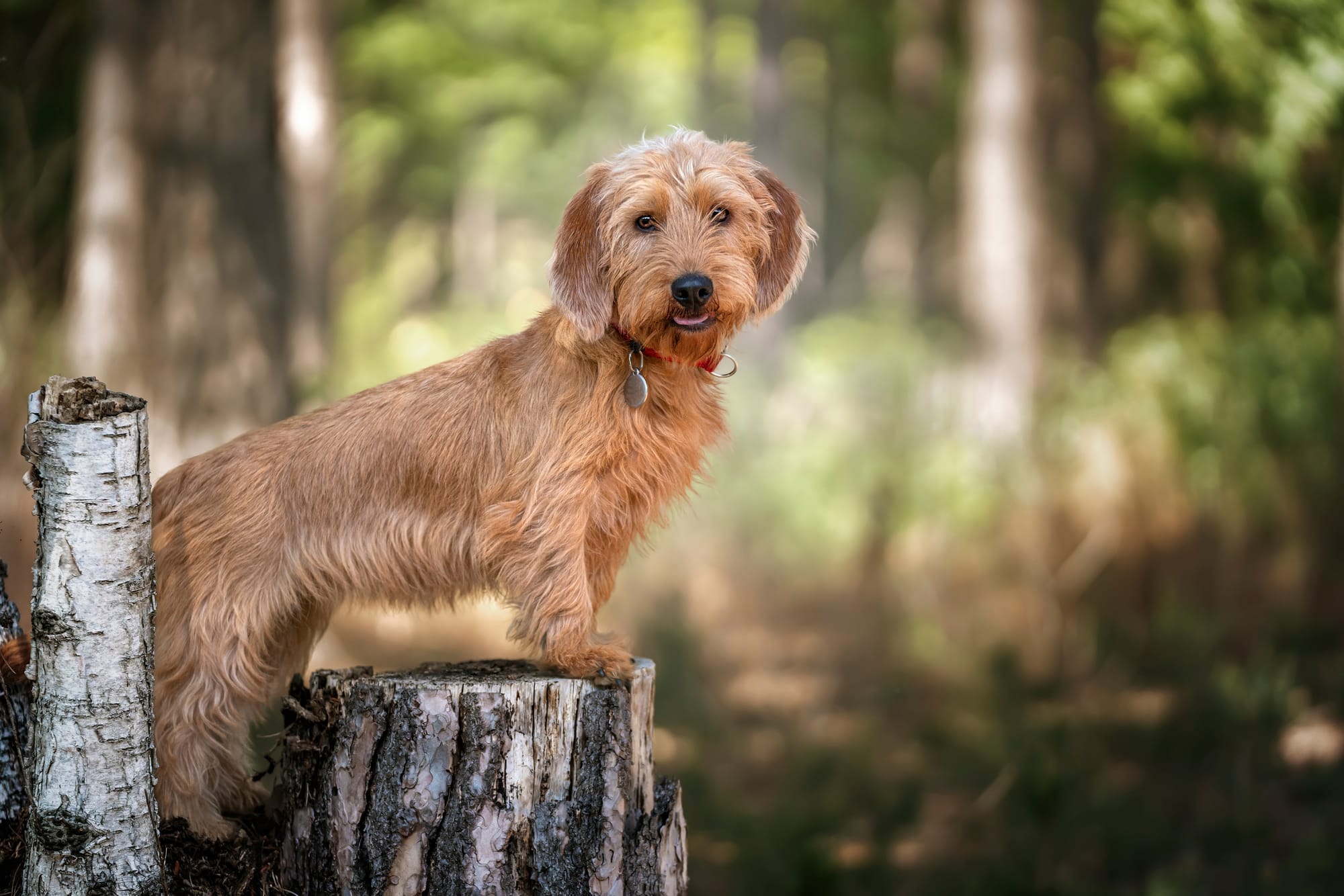     Basset fauve de Bretagne debout sur une souche, dans la forêt