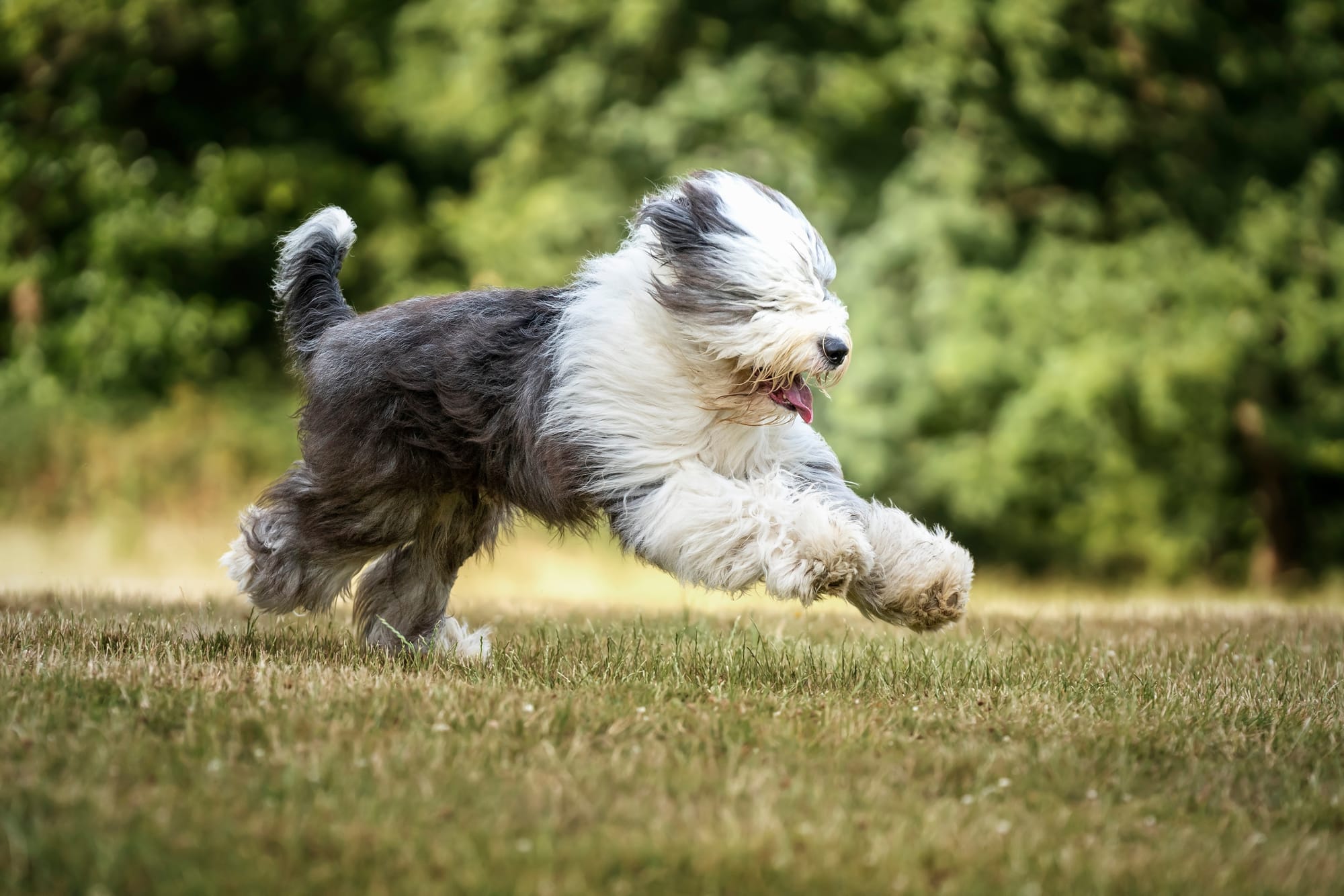 Bobtail courant dans l’herbe, chien actif et joueur adapté aux familles avec espace extérieur