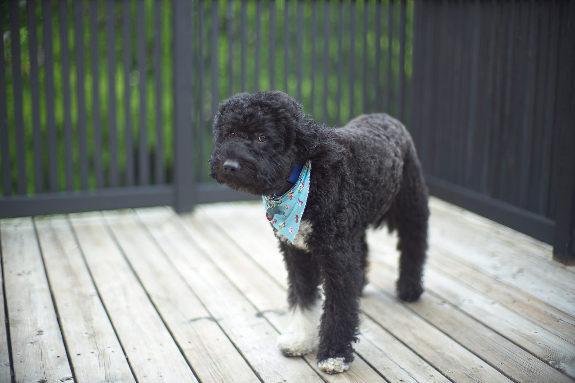 Barbet noir avec bandana sur une terrasse en bois