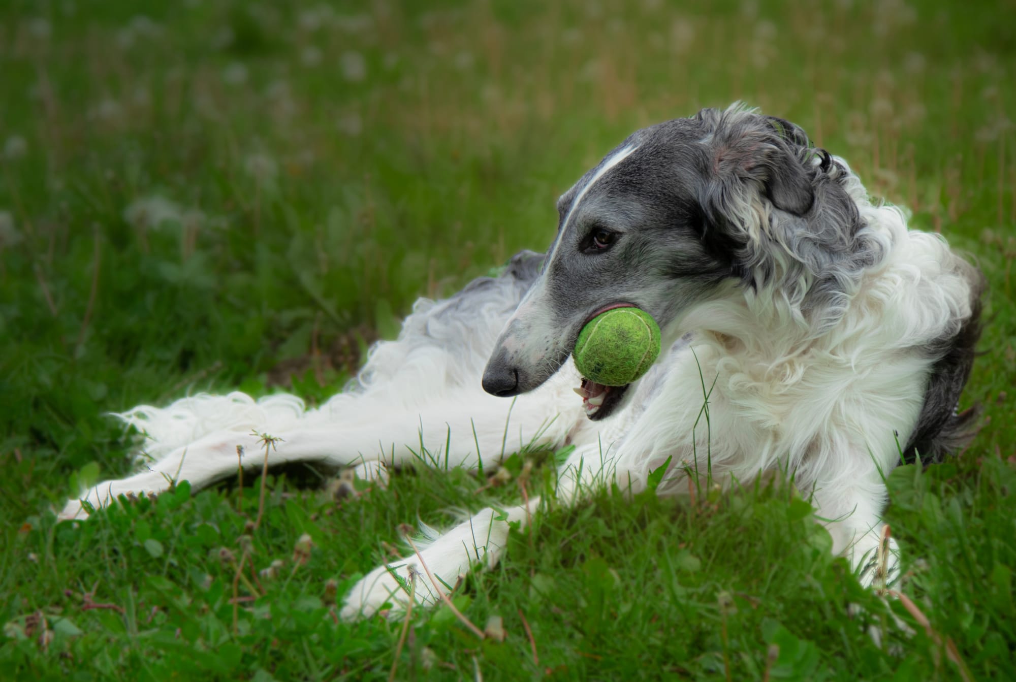     Barzoï gris et blanc jouant avec une balle, allongé dans l'herbe