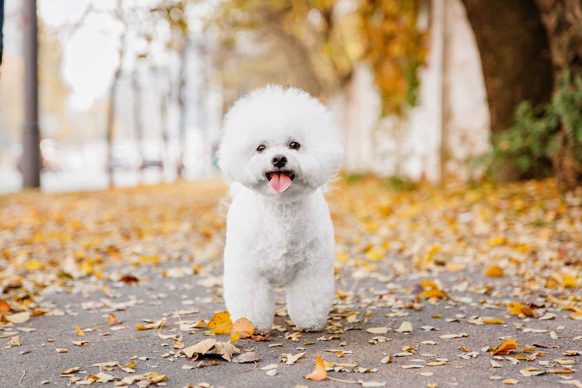 Bichon frisé blanc marchant sur un chemin en automne