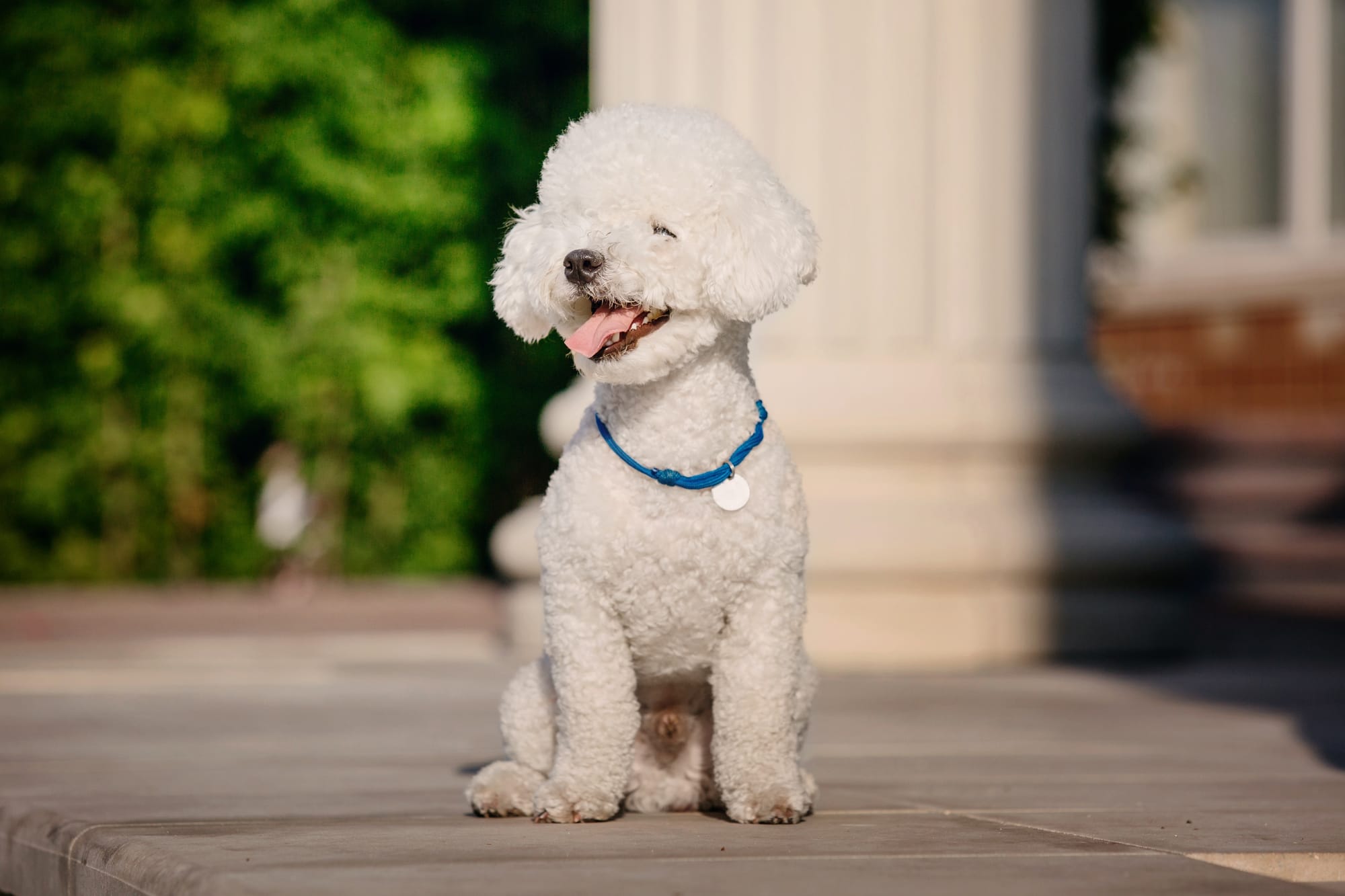 Bichon frisé assis en extérieur, chien au pelage bouclé blanc élégant et sociable