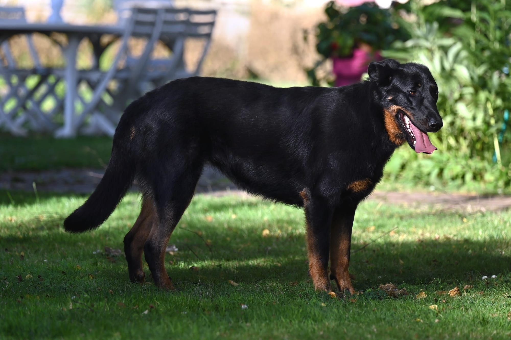     Beauceron adulte dans un jardin