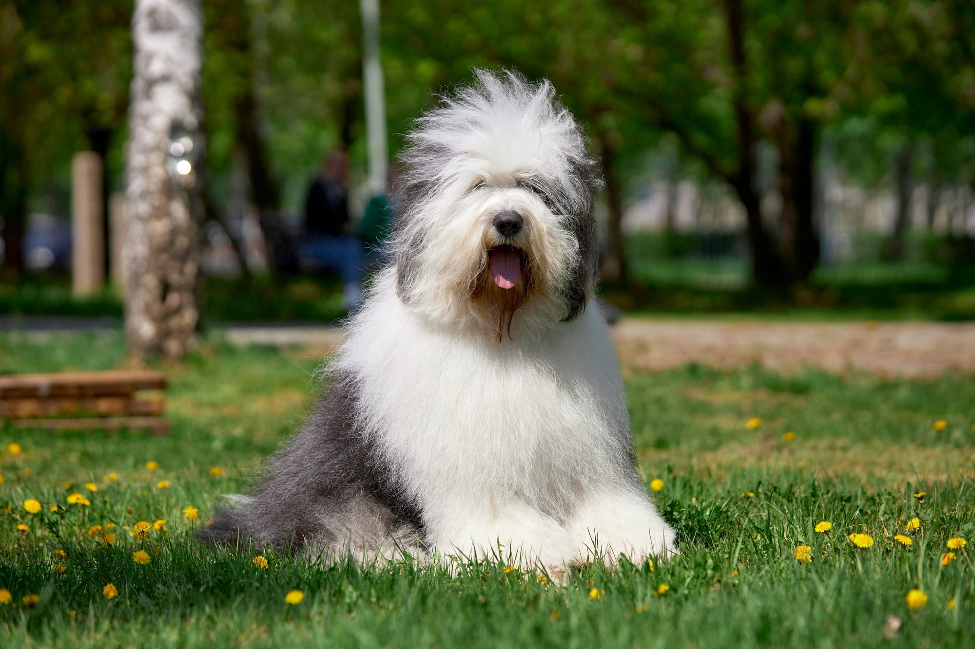 Bobtail assis dans un parc