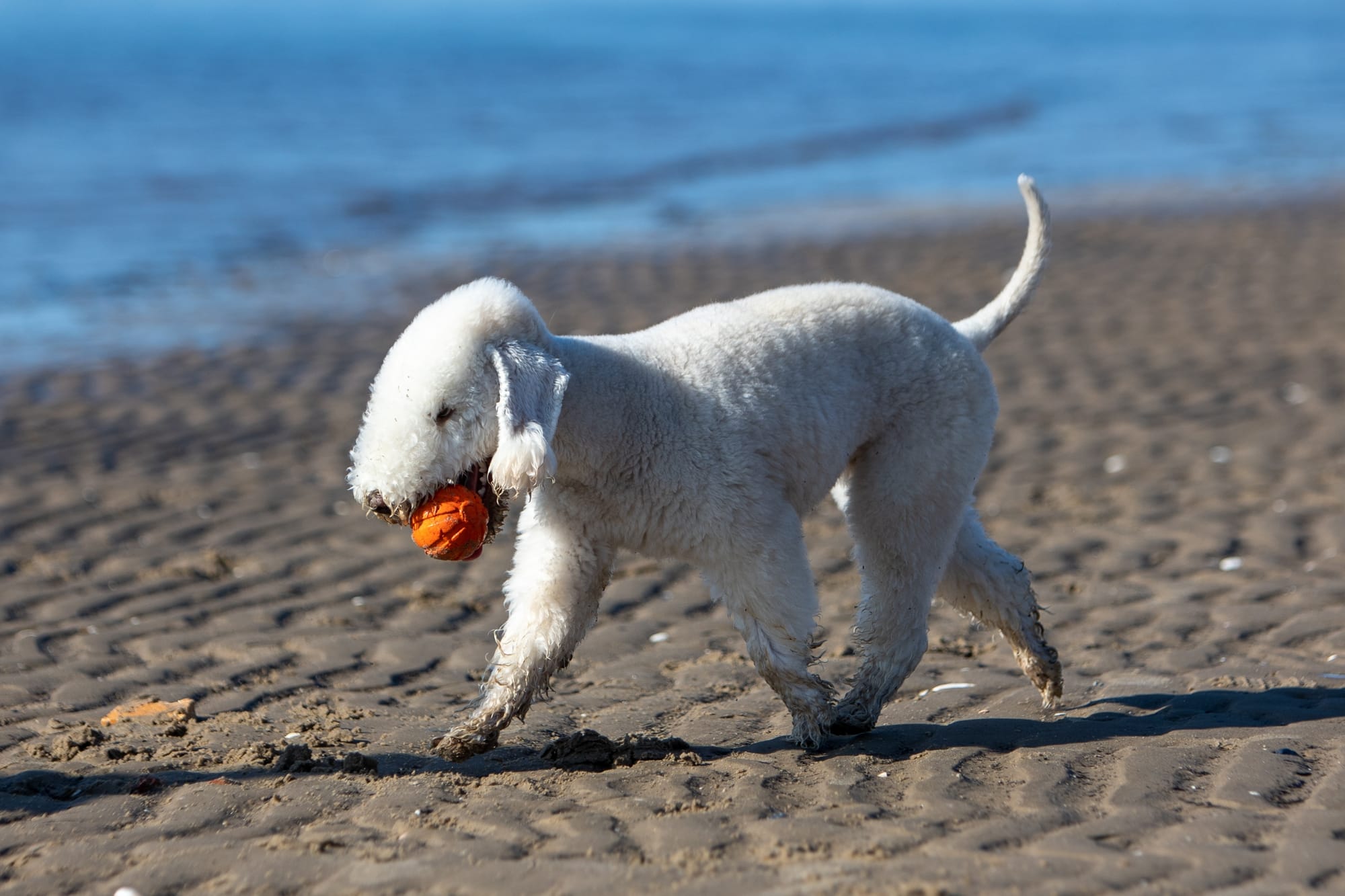 Bedlington Terrier jouant sur la plage avec une balle, chien actif et énergique en extérieur