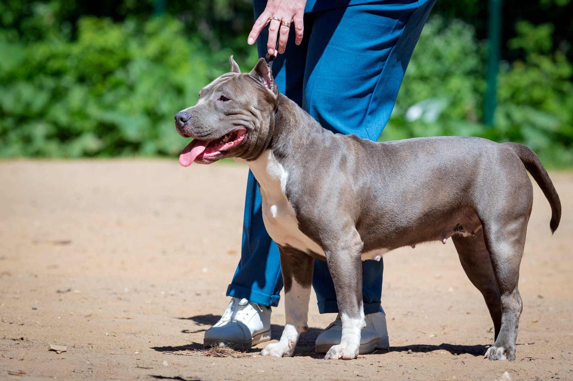     American staffordshire terrier gris et blanc, debout au pied d'un humain