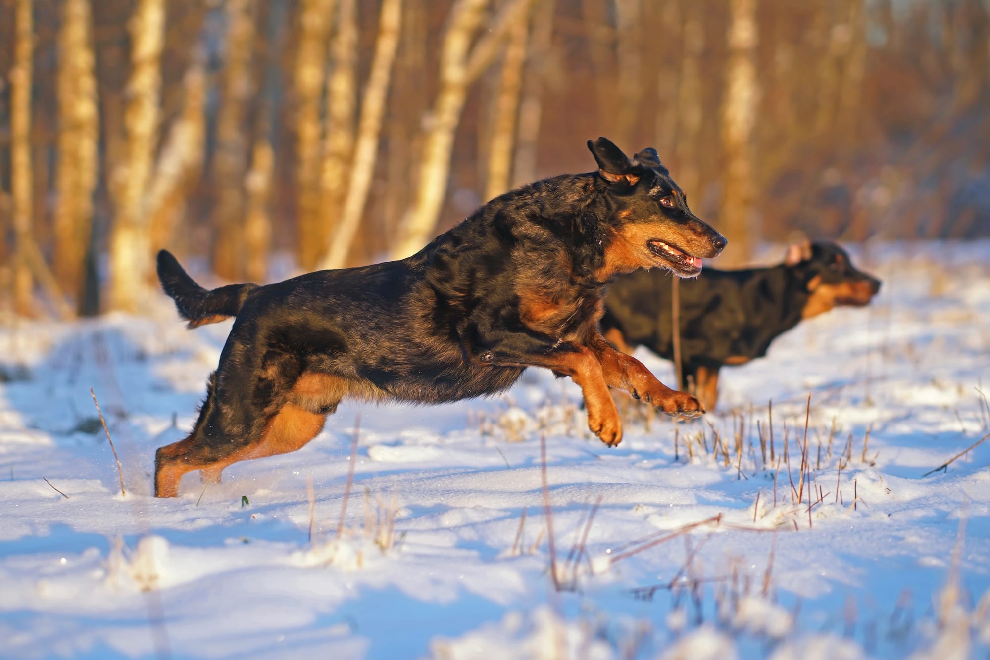     Beaucerons courant dans la neige, un autre chien en arrière plan