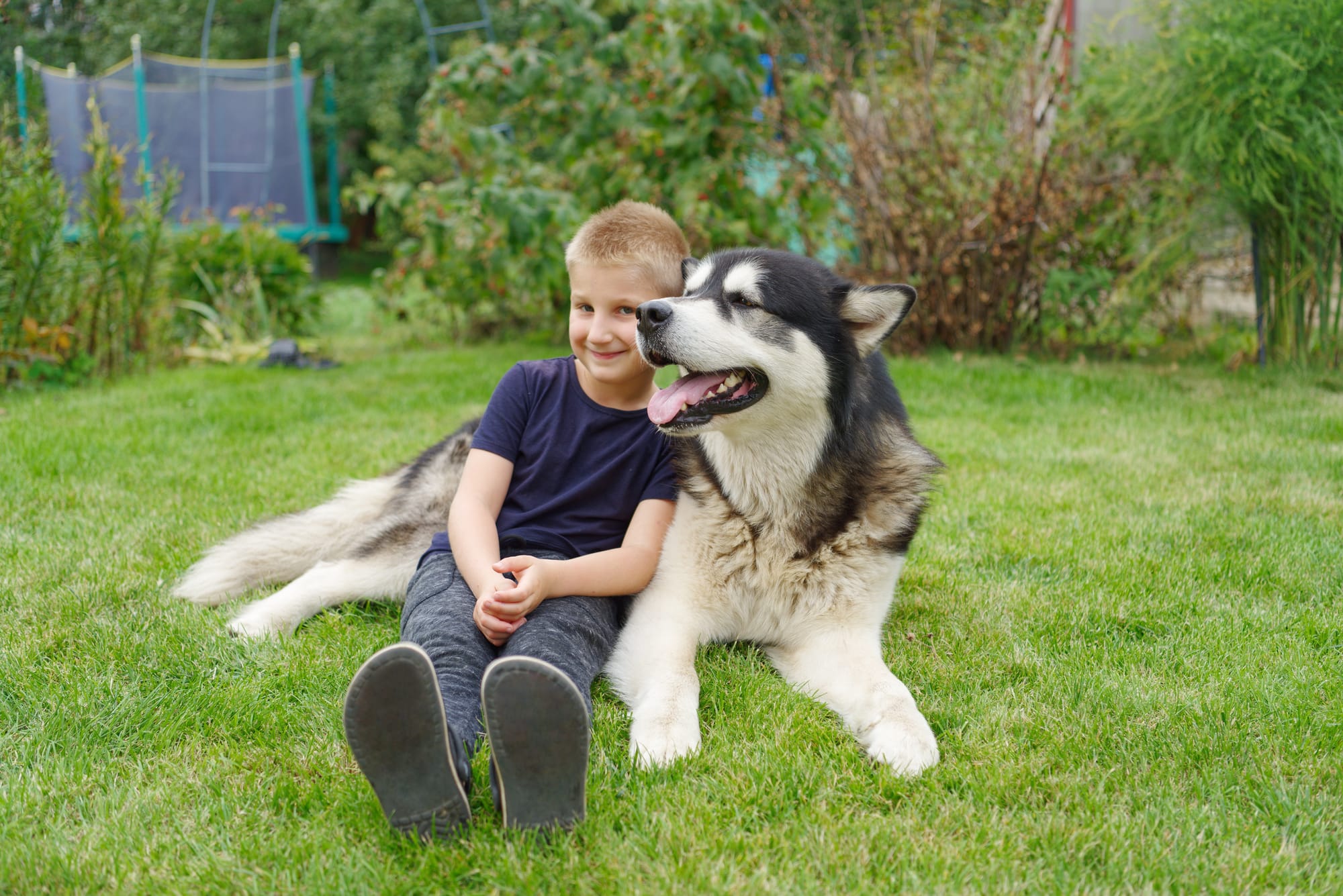 Alaskan malamute assis dans un jardin, un enfant assis à ses côtés