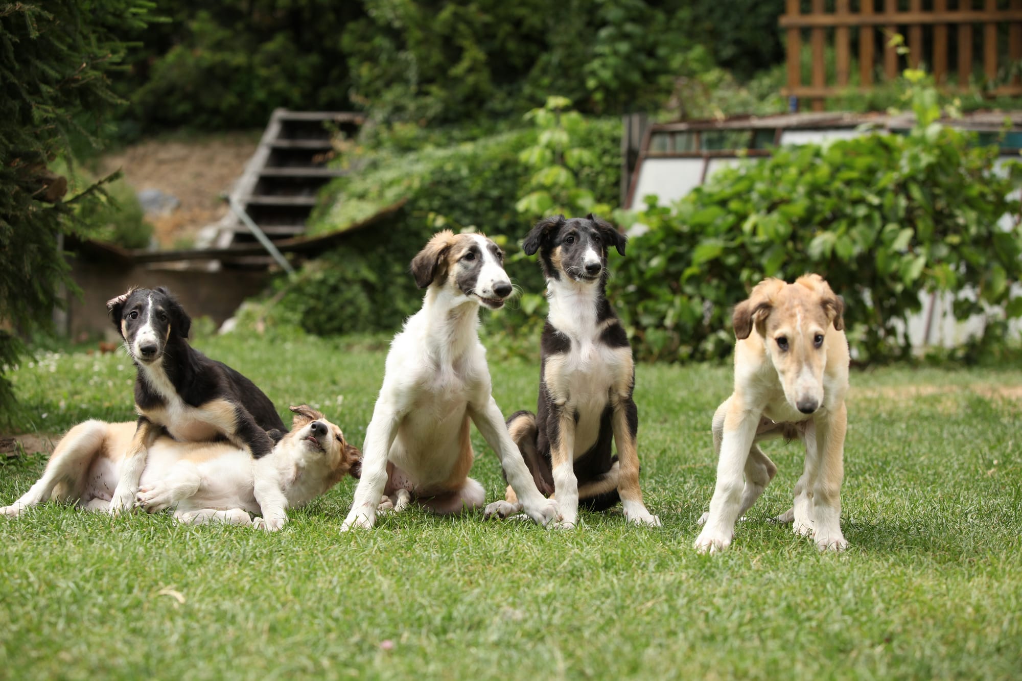     Chiots barzoï dans un jardin