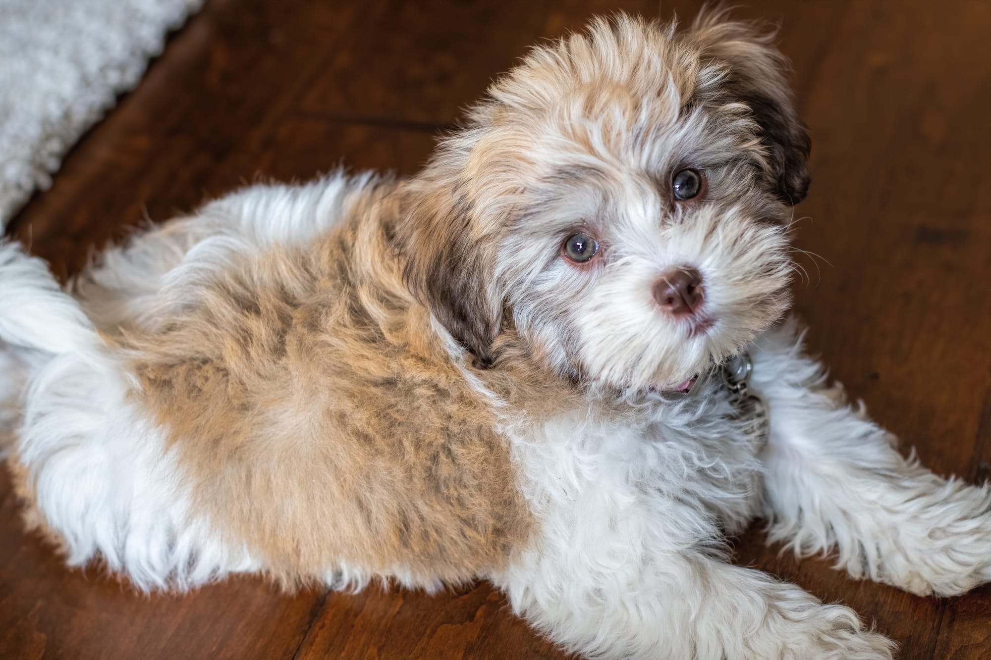 Bichon havanais allongé en intérieur