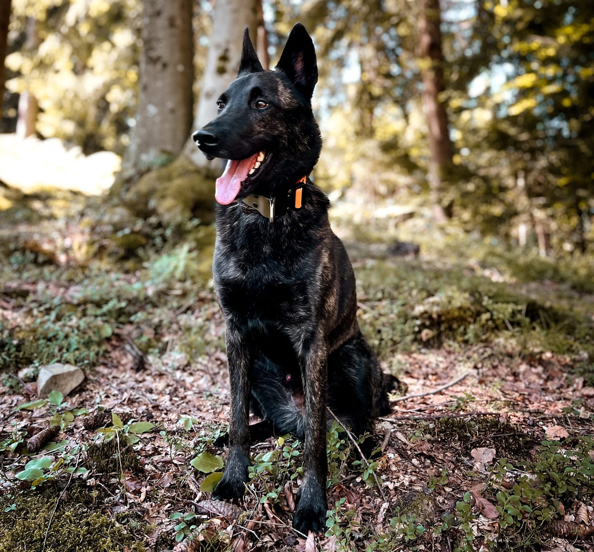 Berger hollandais noir assis en forêt