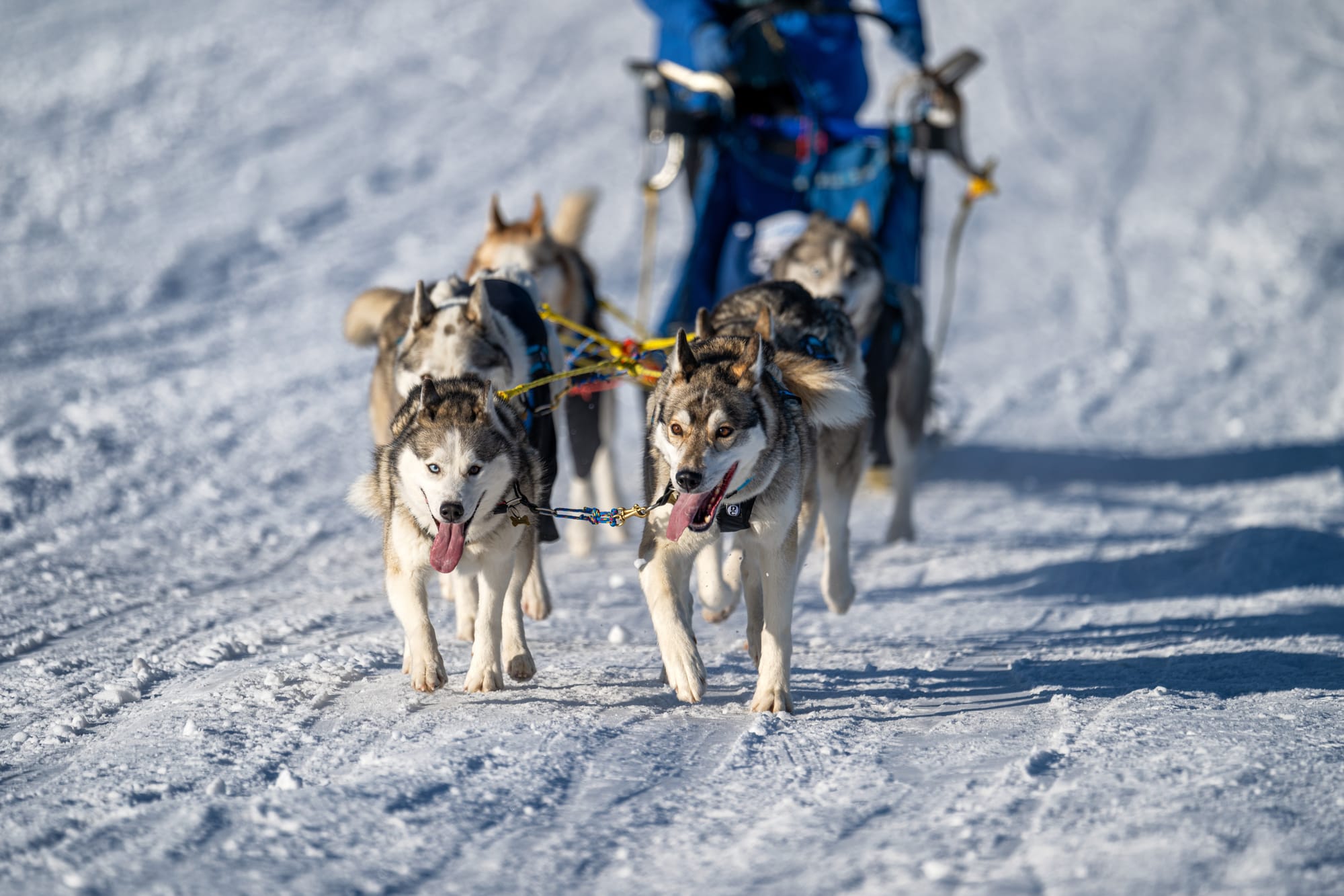     Attelage d'alaskan malamutes tirant un traîneau sur la neige