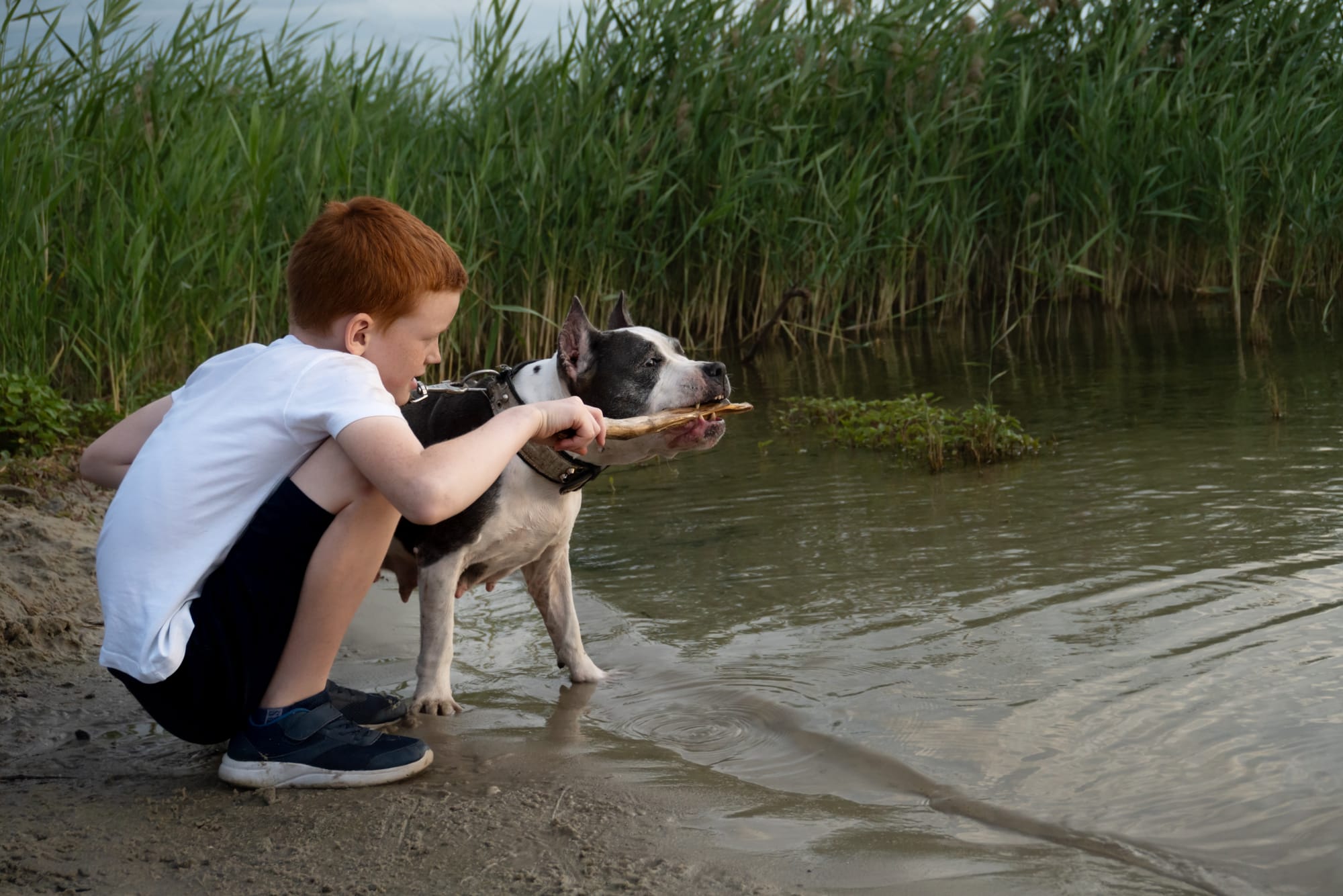     Enfant jouant avec un american staffordshire terrier au bord de l’eau