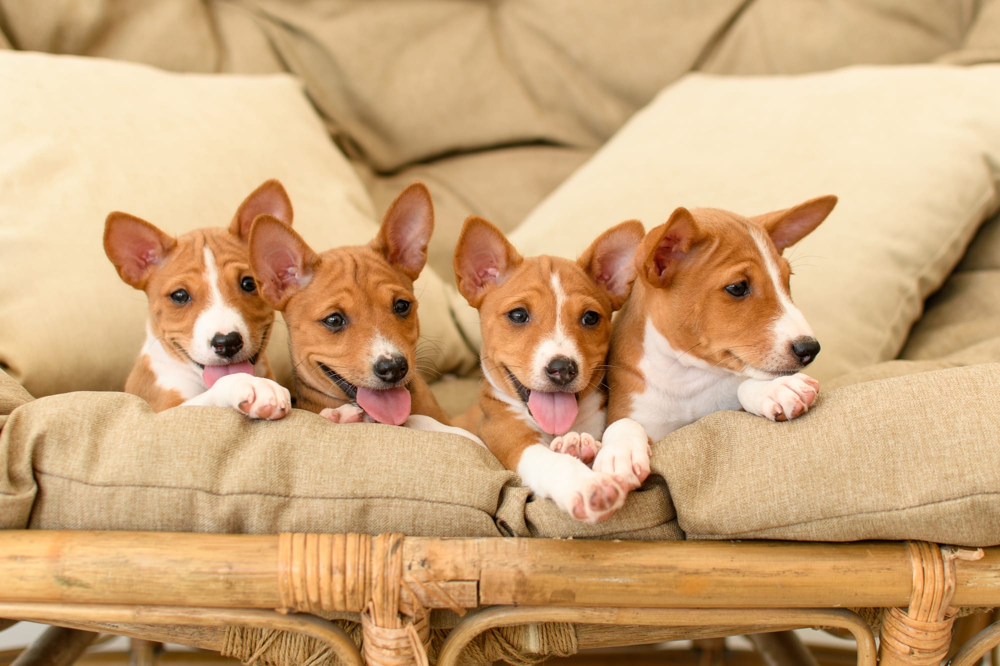     Quatre chiots basenji sur un canapé