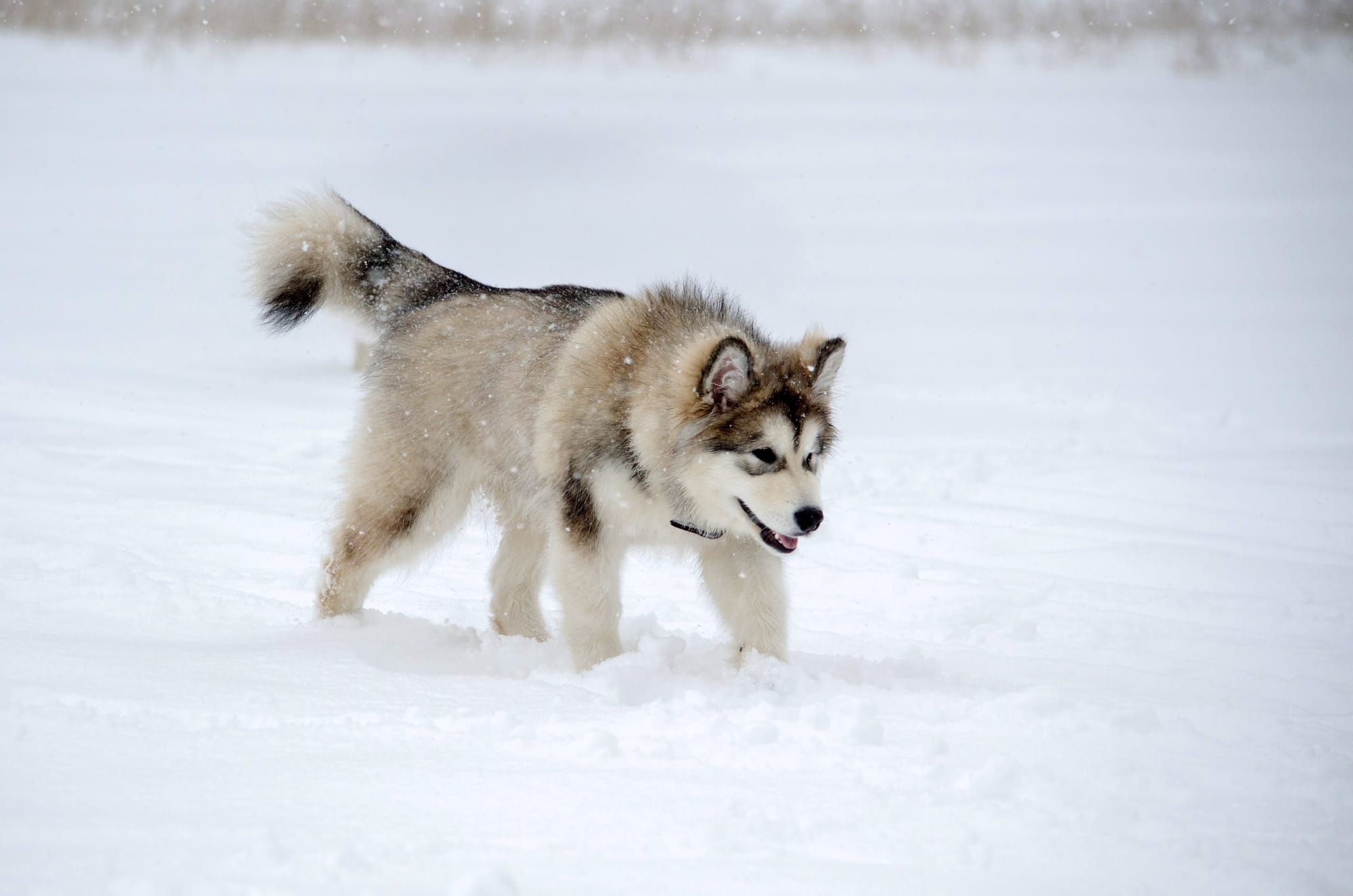     Chiot alaskan malamute marchant dans la neige