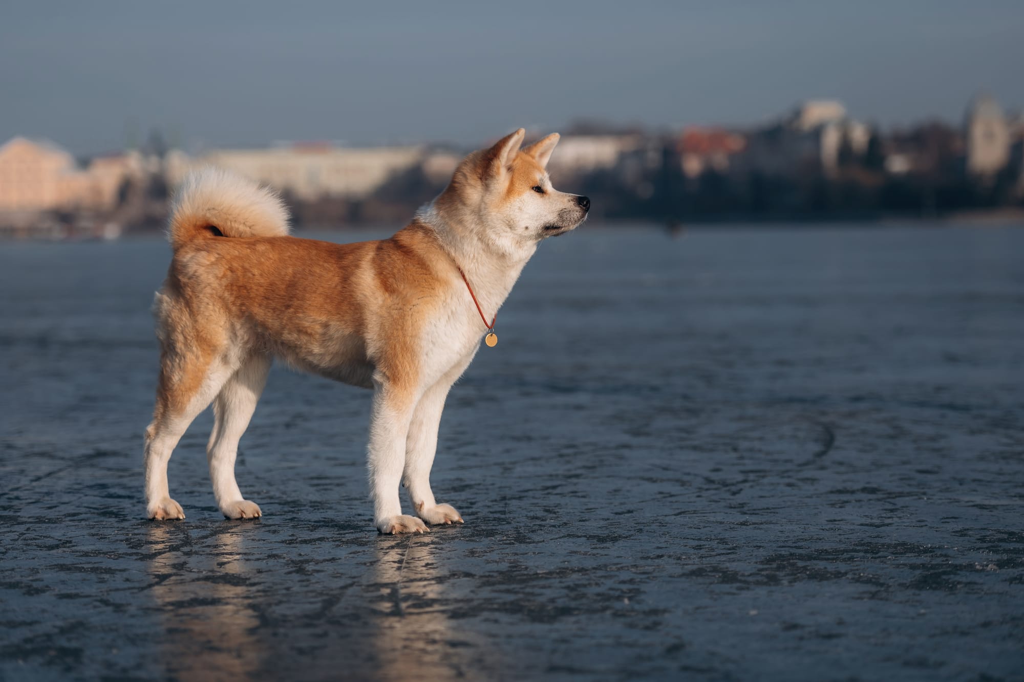     Akita Inu debout sur une surface gelée, regard tourné vers l’horizon