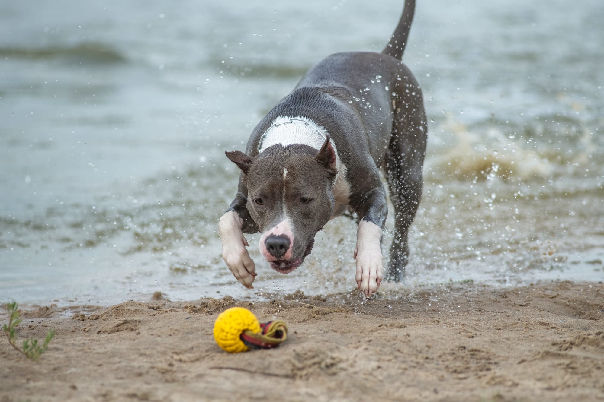     American staffordshire terrier courant dans l’eau vers une balle