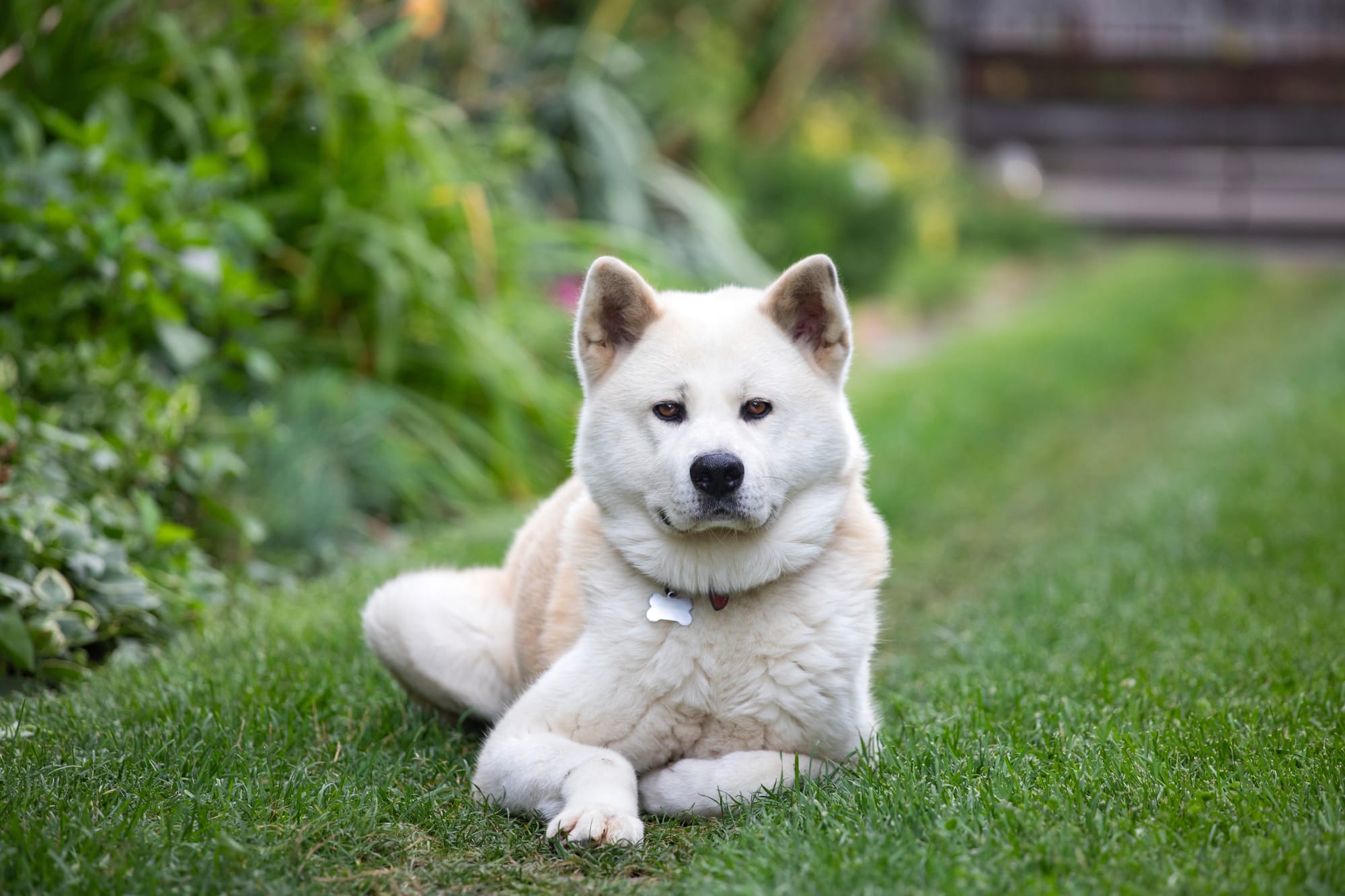     Akita Inu blanc allongé dans l’herbe, posture calme et regard attentif