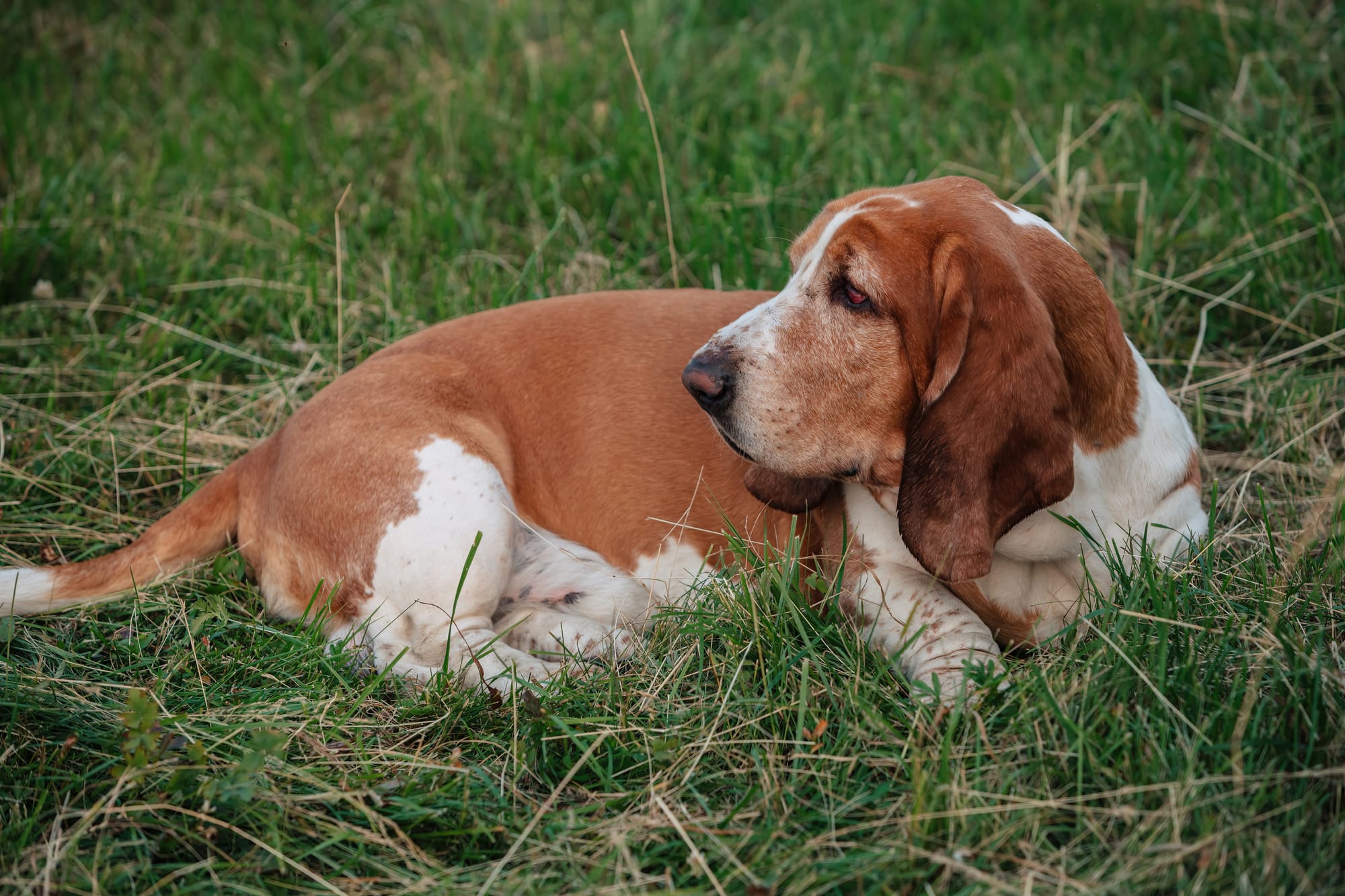     Basset hound allongé dans l’herbe