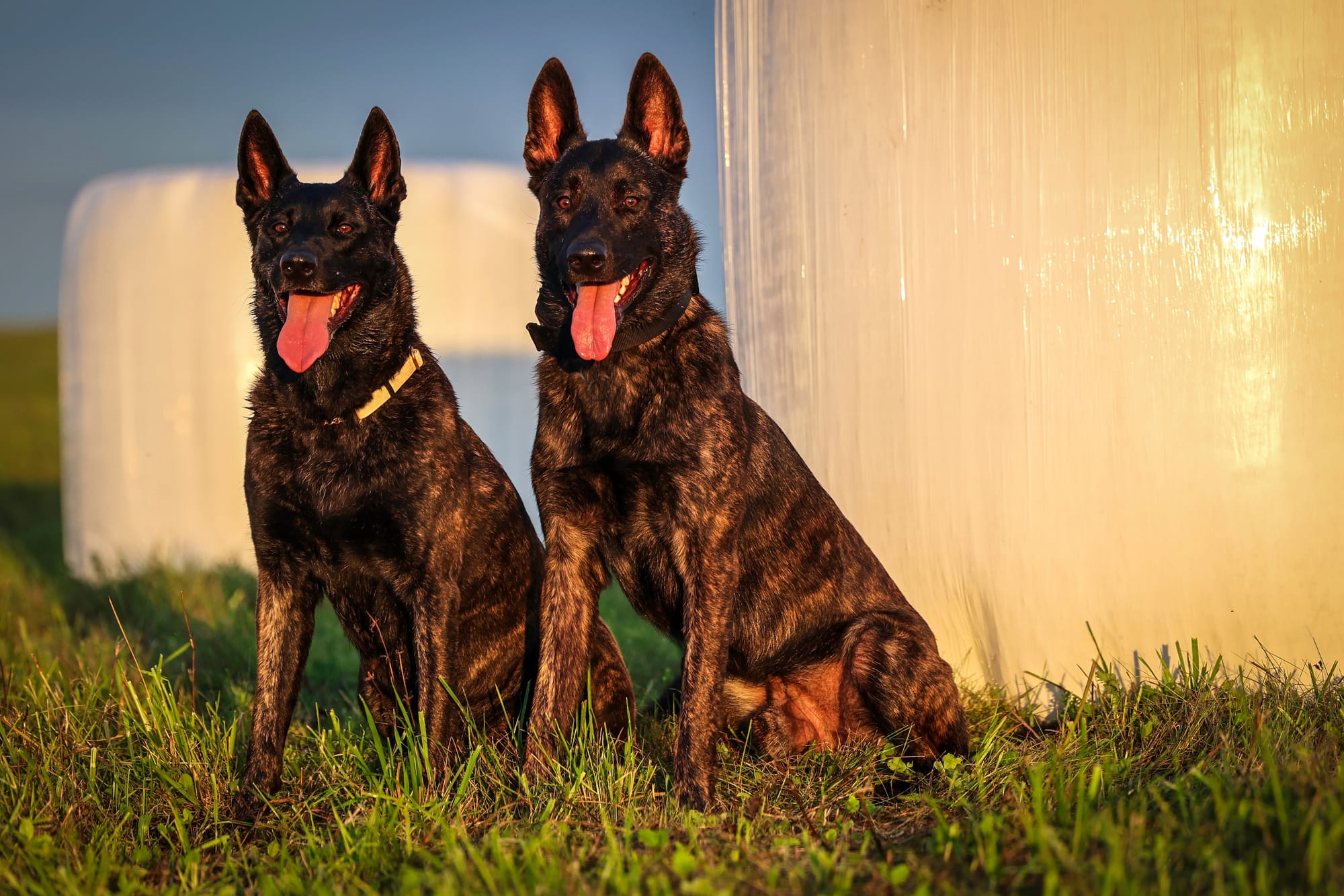 Deux bergers hollandais assis dans l’herbe au coucher du soleil