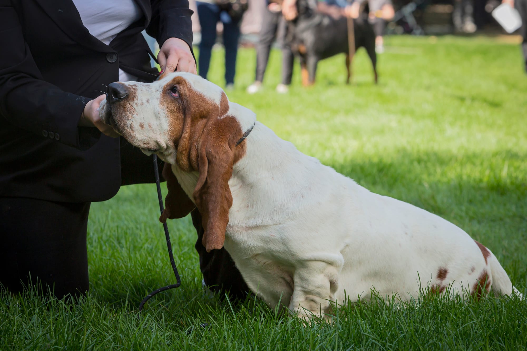     Basset hound assis dans l'herbe, un humain lui inspecte le visage