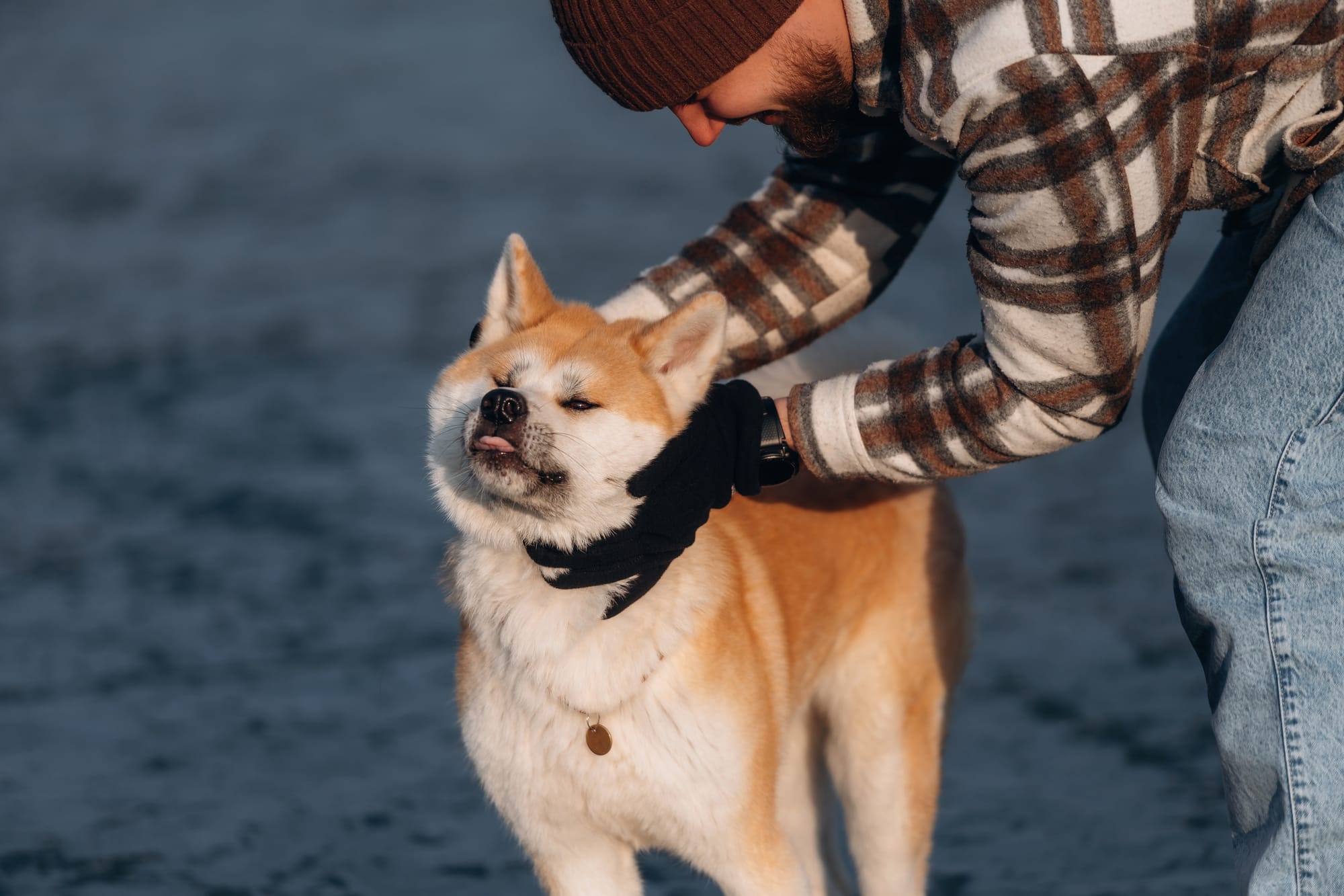     Akita Inu se faisant caresser par un humain en extérieur