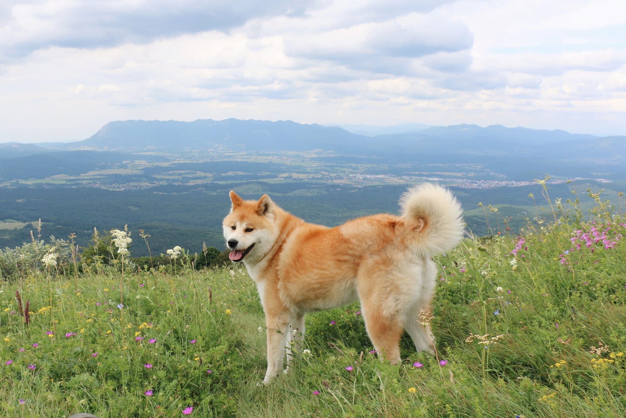     Akita Inu debout dans une prairie en montagne