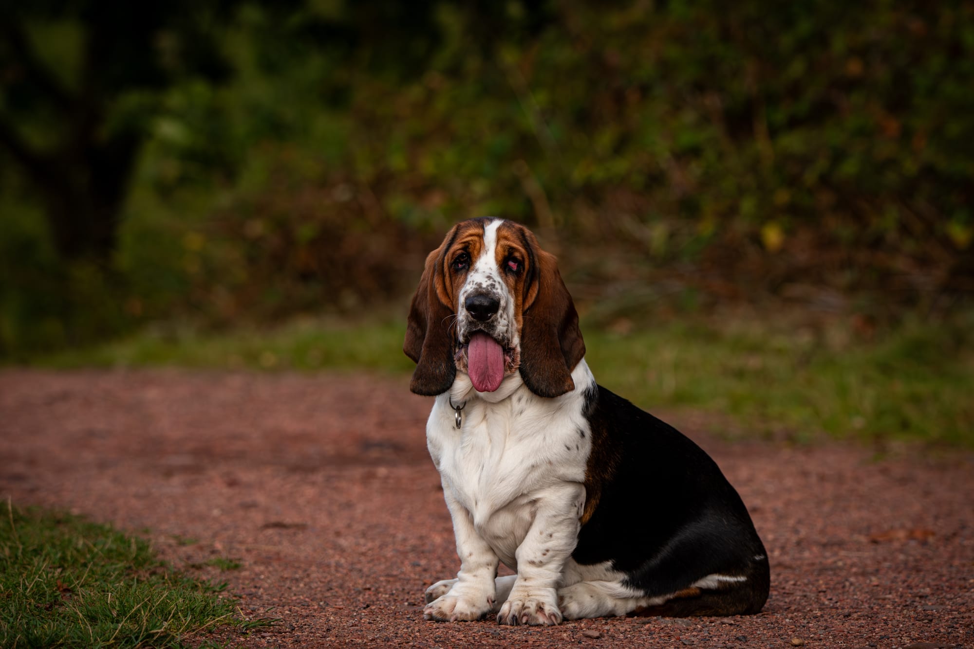     Basset hound assis sur un chemin, langue sortie