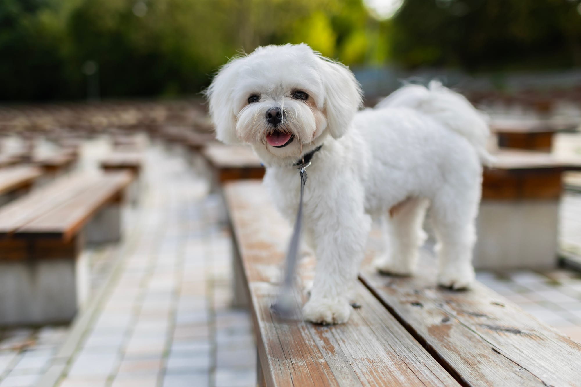 Bichon maltais debout sur un banc