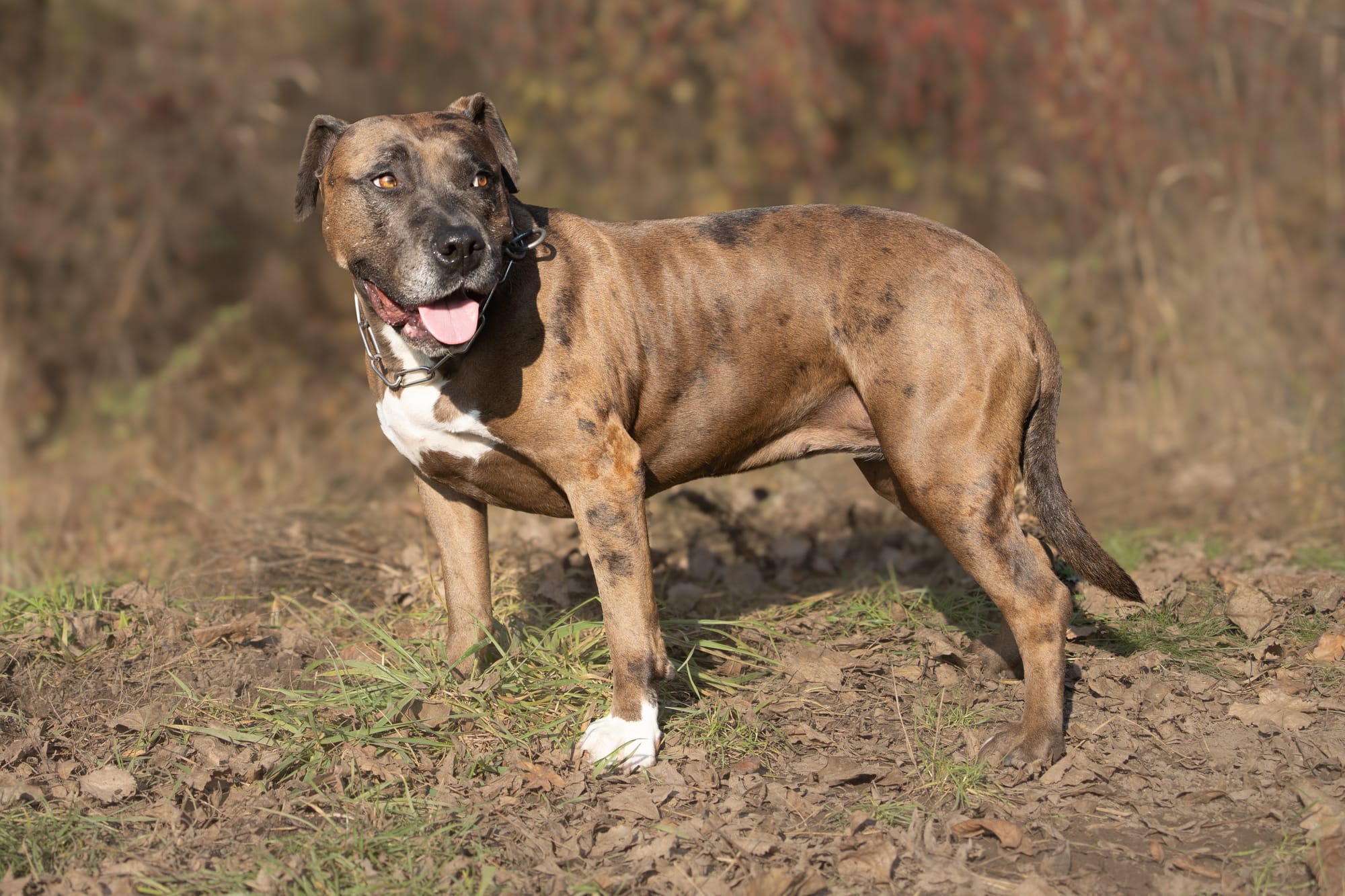     American staffordshire terrier bringé debout en extérieur