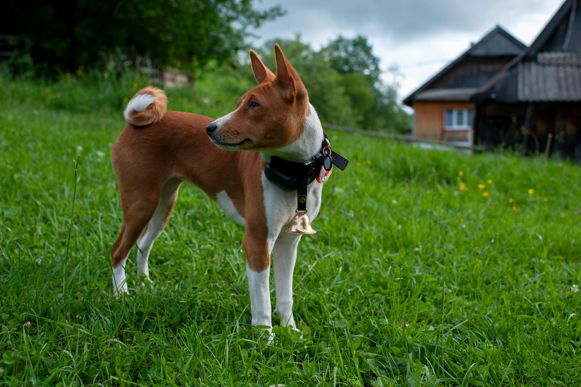     Basenji debout dans un jardin, maison en arrière plan