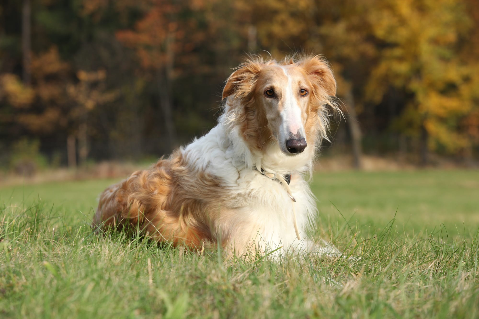     Barzoï couché dans un champ en automne