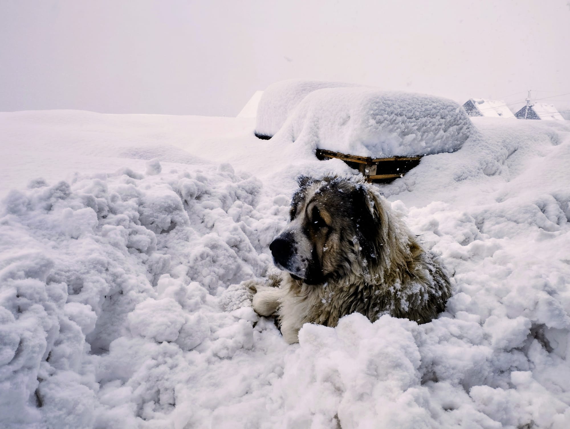 Berger du Caucase couché dans la neige sous un ciel hivernal