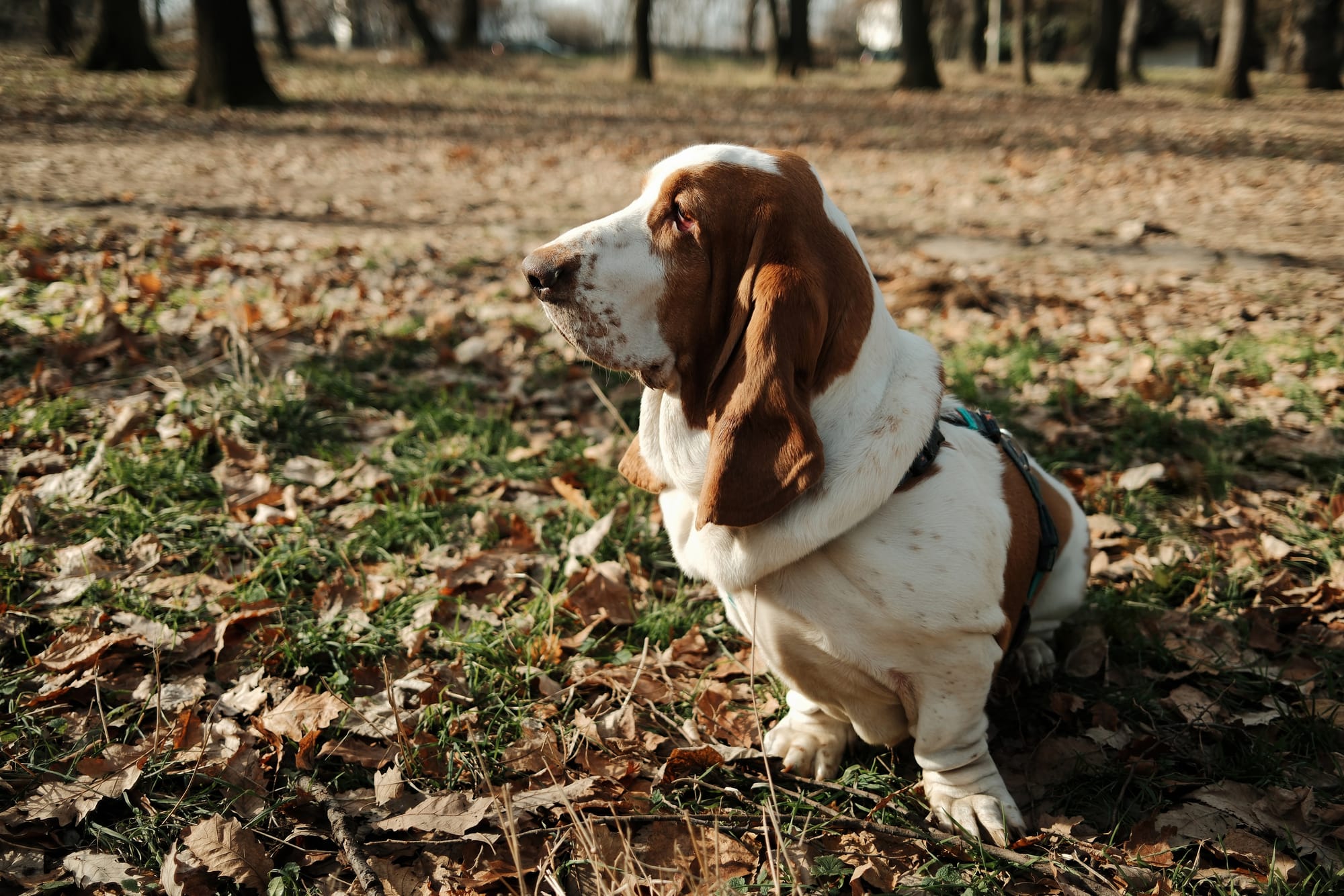     Basset hound assis sur un tapis de feuilles mortes, arbres en arrière-plan