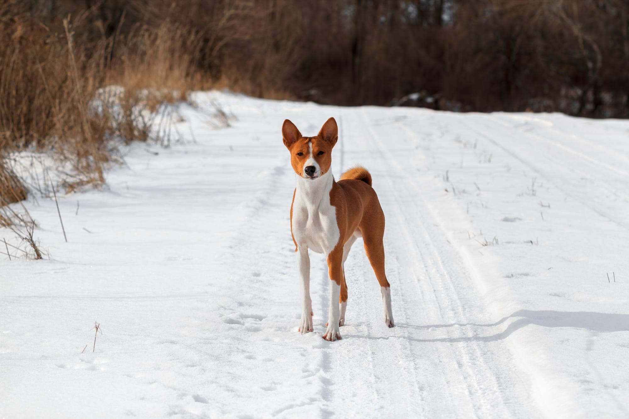     Basenji debout dans la neige