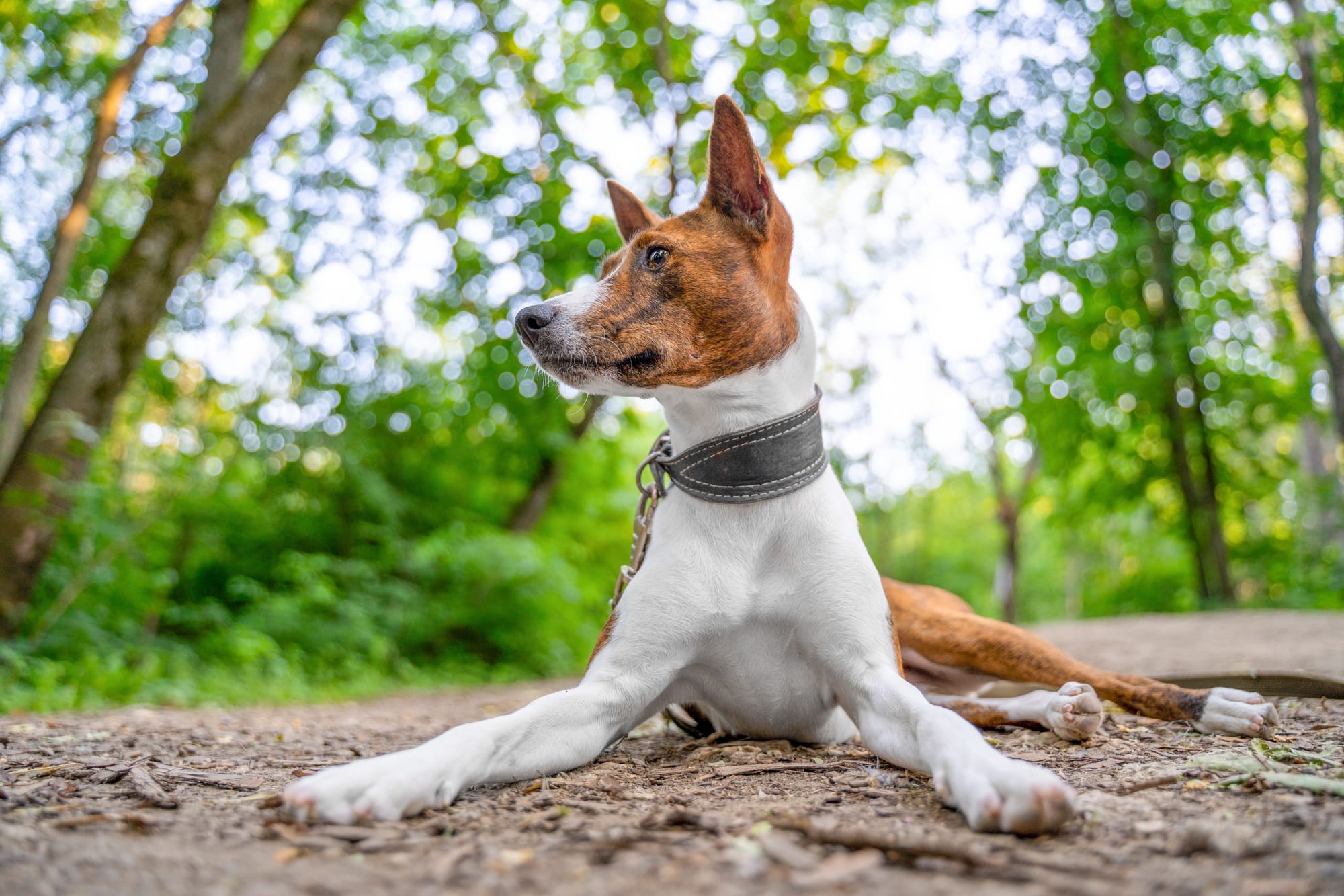     Basenji allongé en forêt, regard vif et attentif