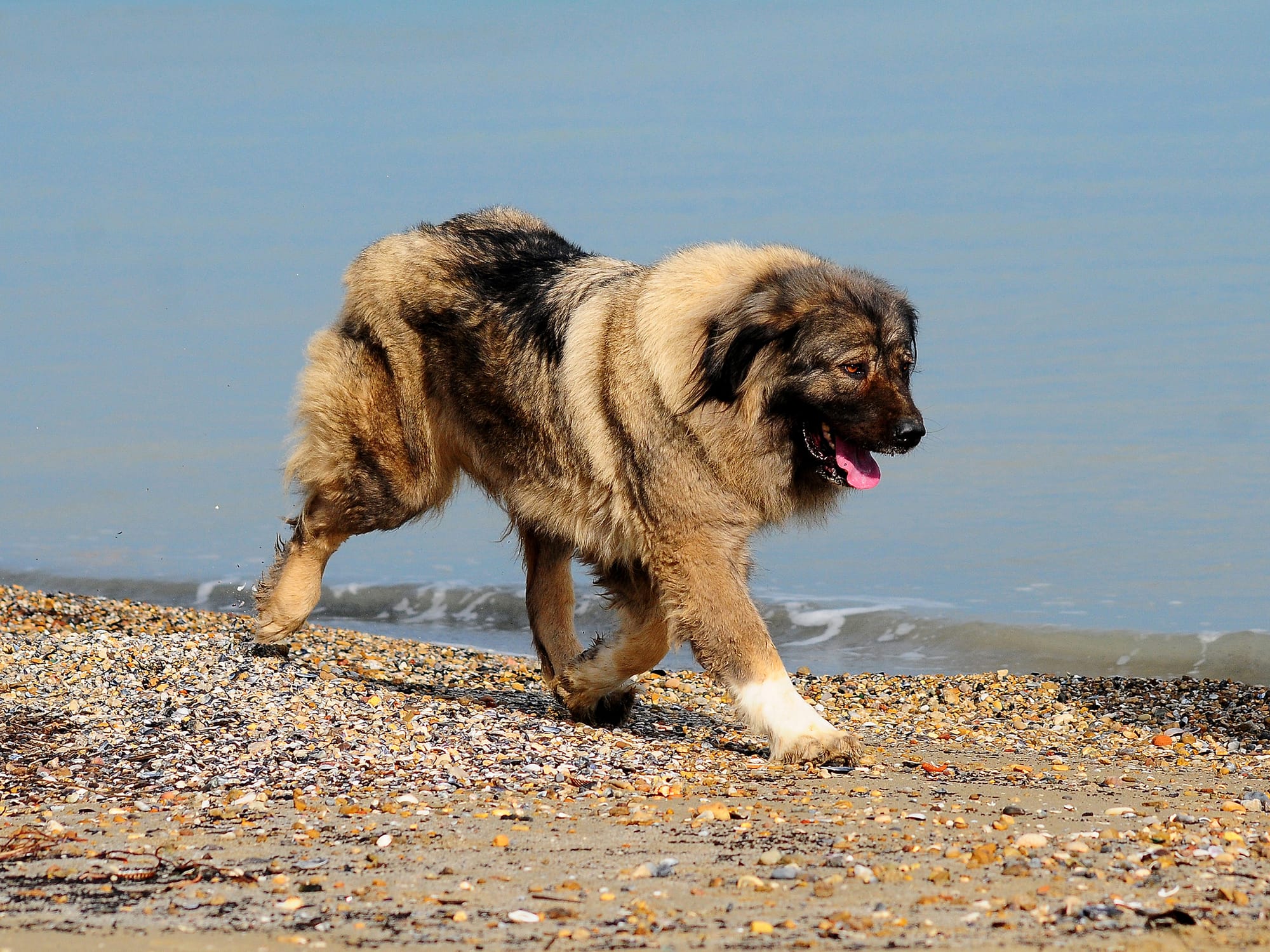 Berger du Caucase marchant sur une plage