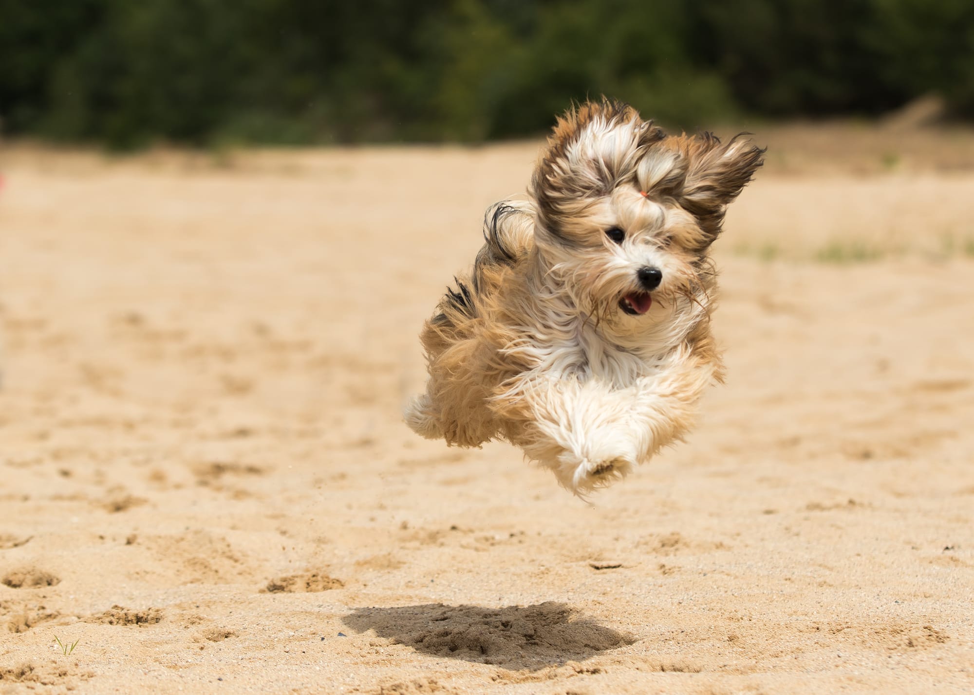 Bichon havanais courant sur une plage