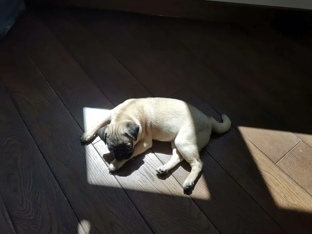 Carlin allongé sur un sol en parquet au soleil, vu de haut