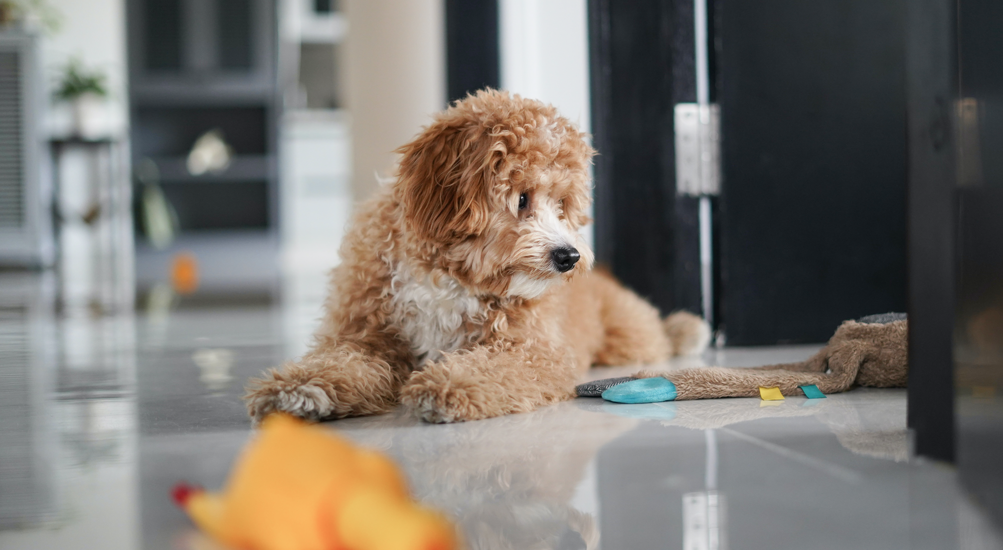 Chien au pelage bouclé caramel allongé sur un sol carrelé, entouré de jouets colorés