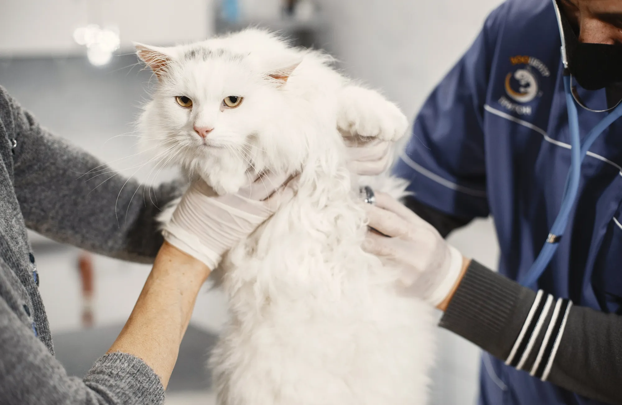Chat blanc malade ausculté par deux vétérinaires.