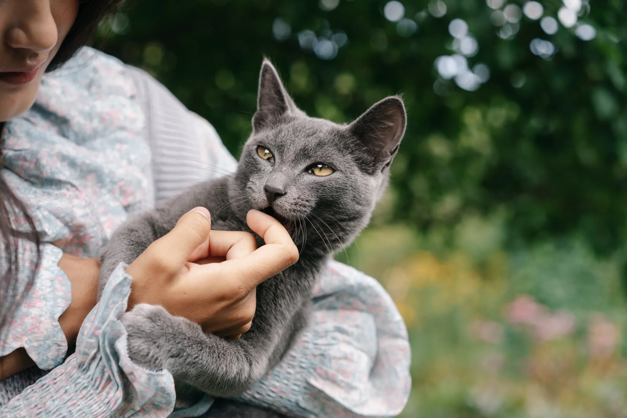 Chat gris caressé par sa propriétaire dans un jardin. 