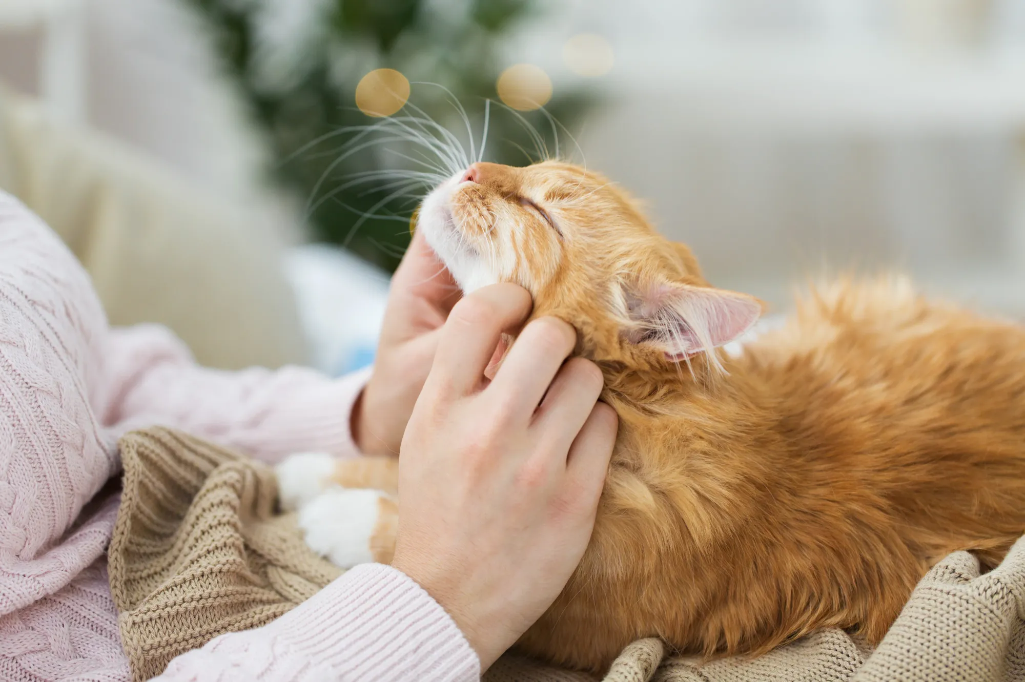 Chat roux qui est caressé par sa propriétaire